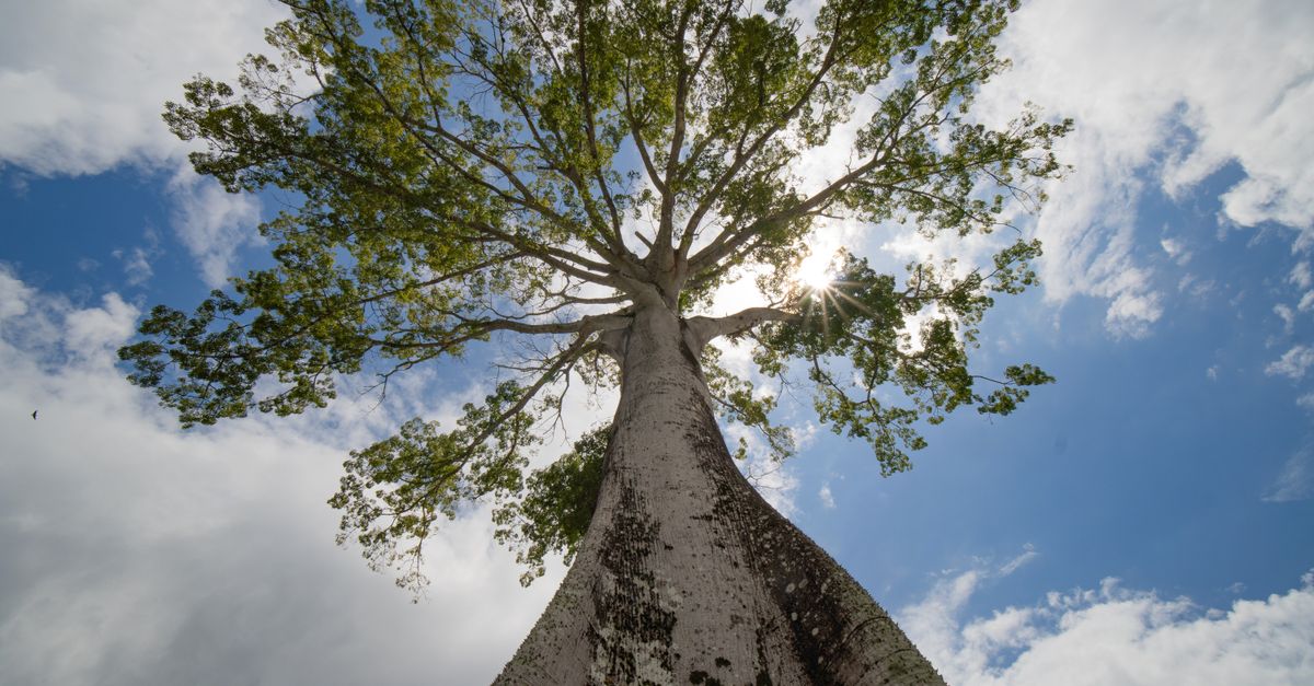 Explorer l'Amazonie : Conseils pour un Voyage Responsable