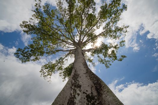 Canopy tower at dawn for birds — Amazon — Brazil