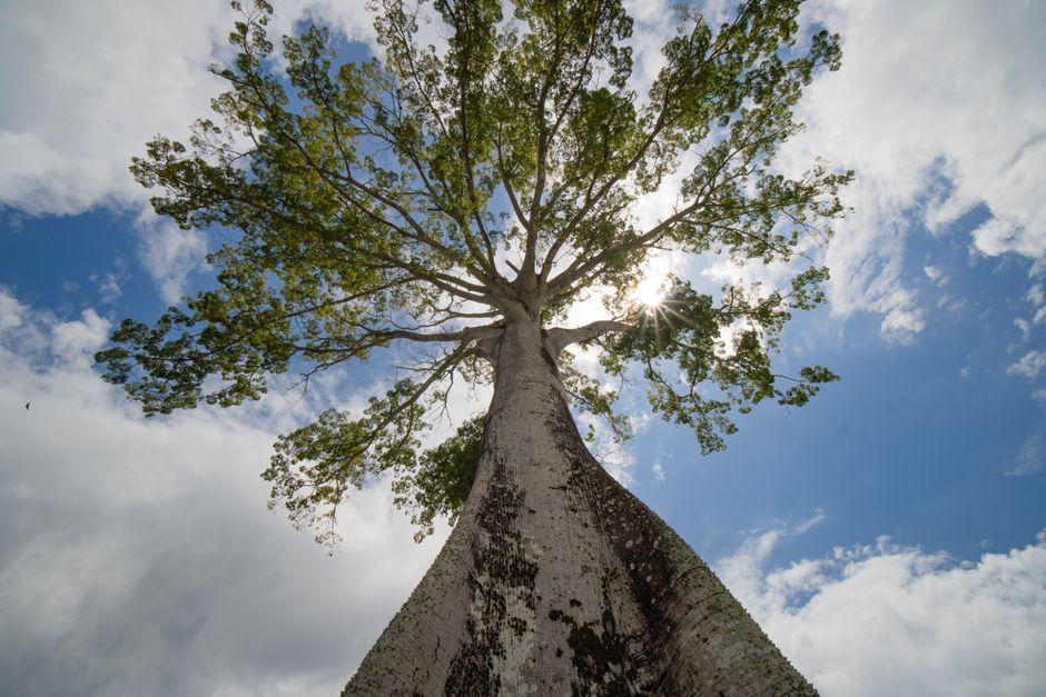 Stunning view of a towering Amazon Ceiba tree reaching towards a bright blue sky in Belém, Brazil.
