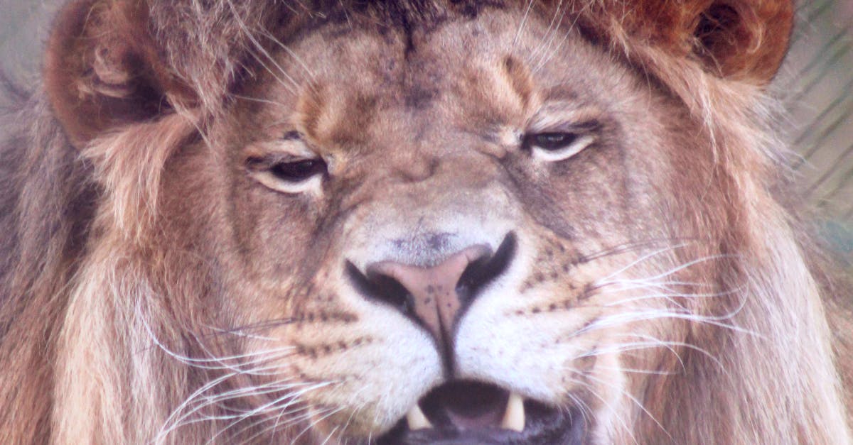 Free stock photo of big cat, lion