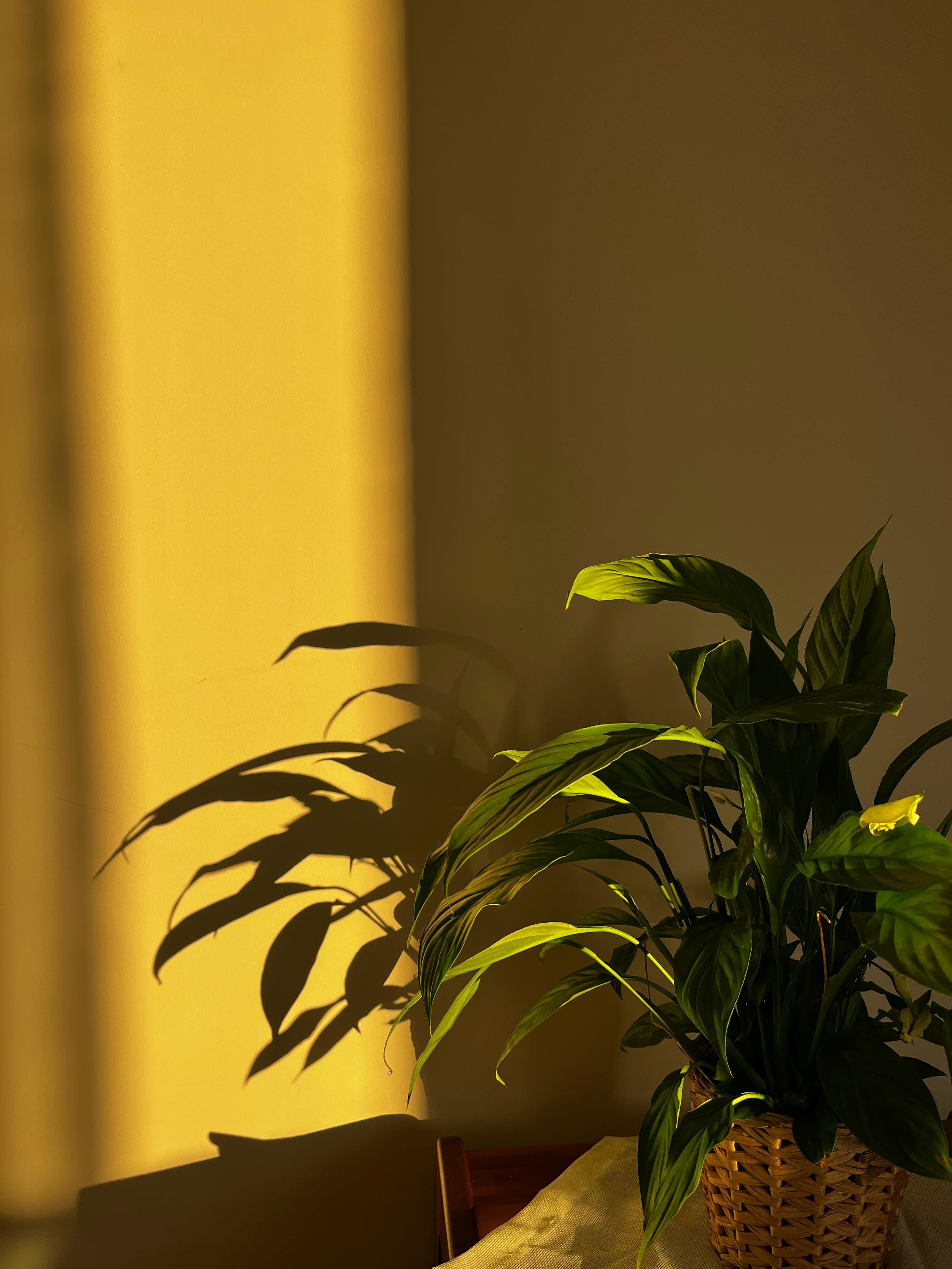 Kostenlos Eine Friedenslilie wirft im warmen Sonnenlicht einen Schatten an eine Wand und schafft so eine ruhige Atmosphäre im Innenraum. Stock-Foto