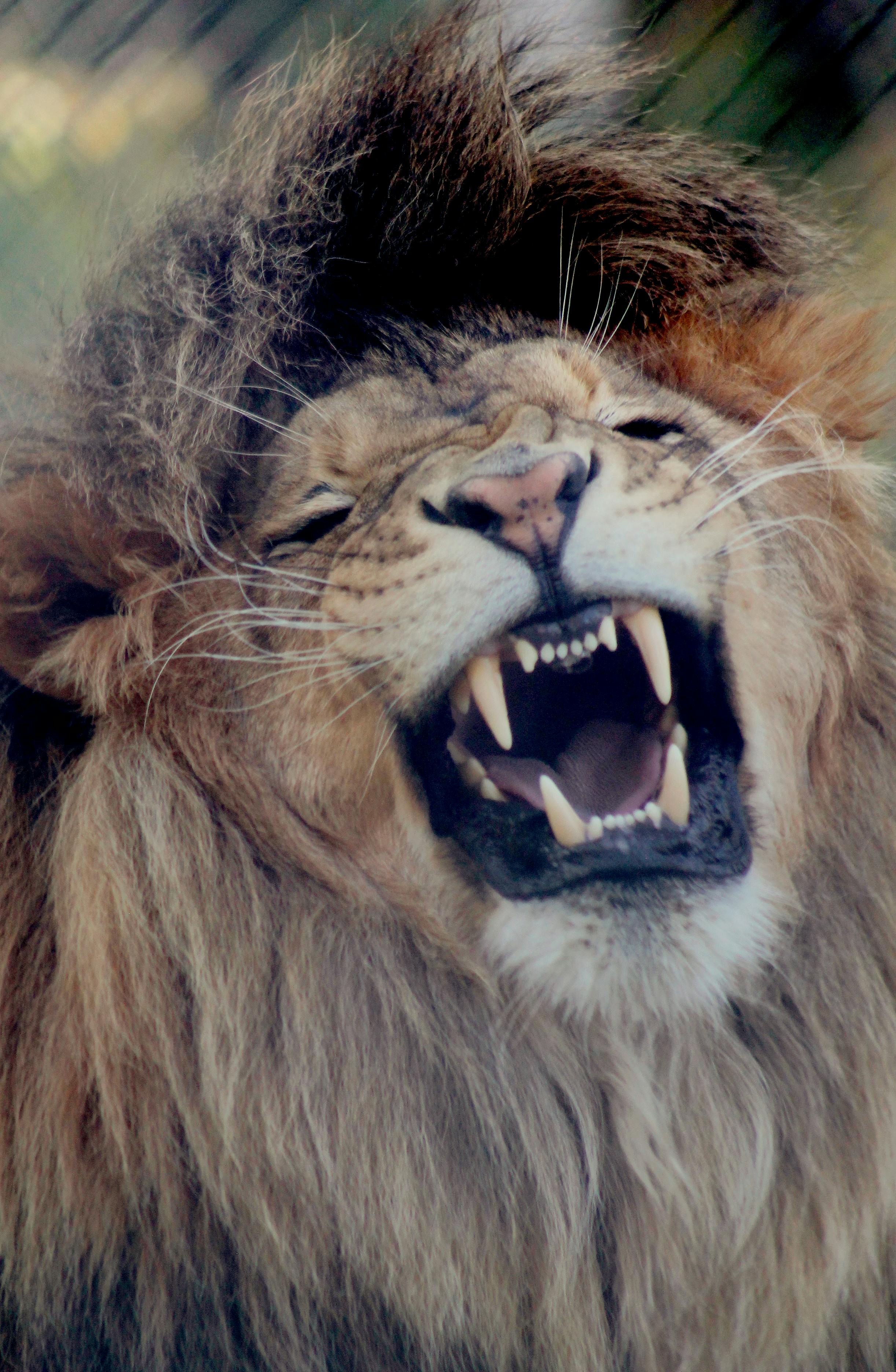 lion growl sound