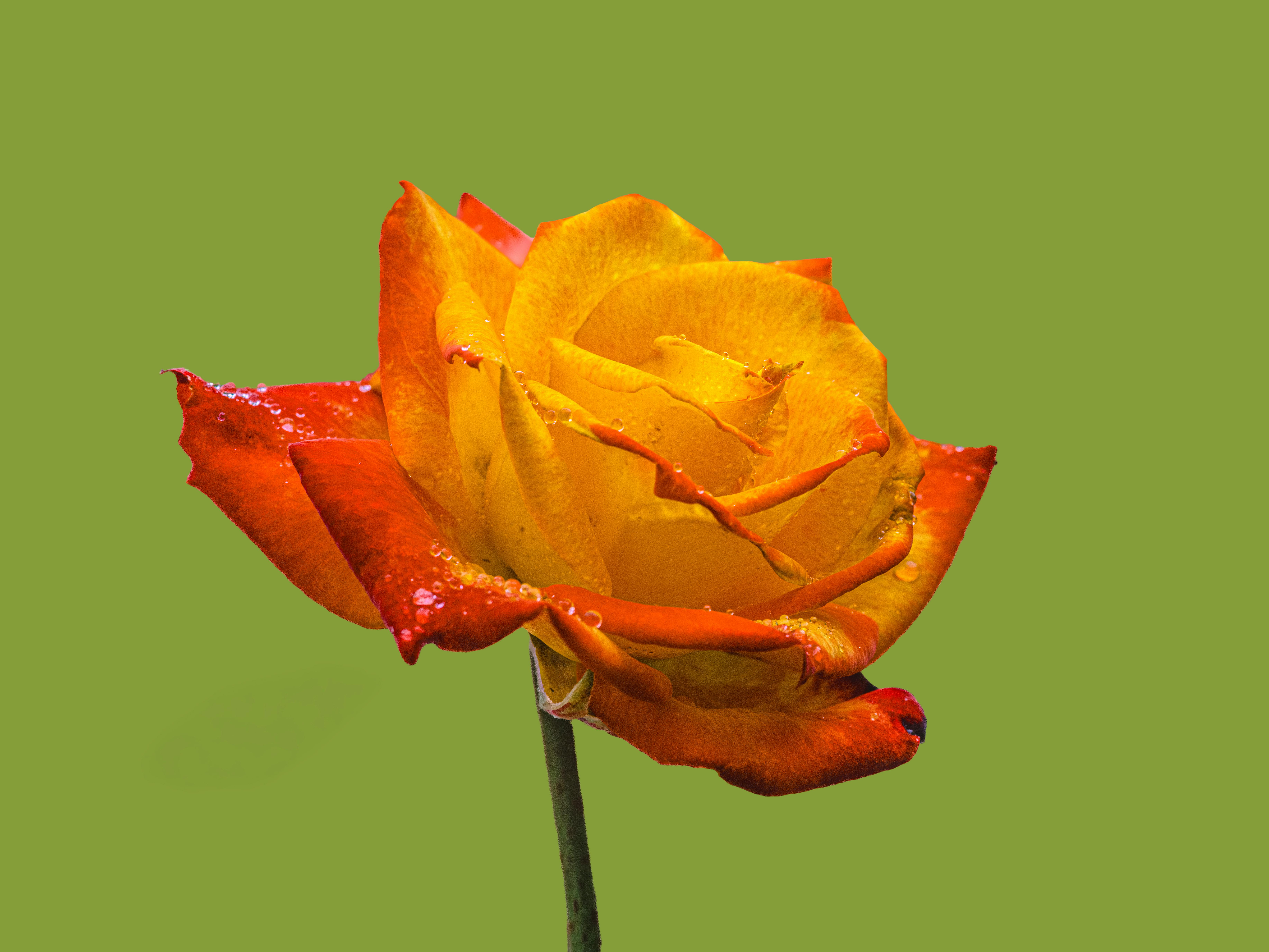 Free Stunning close-up of a dewy orange and yellow bicolor rose against a green background. Stock Photo