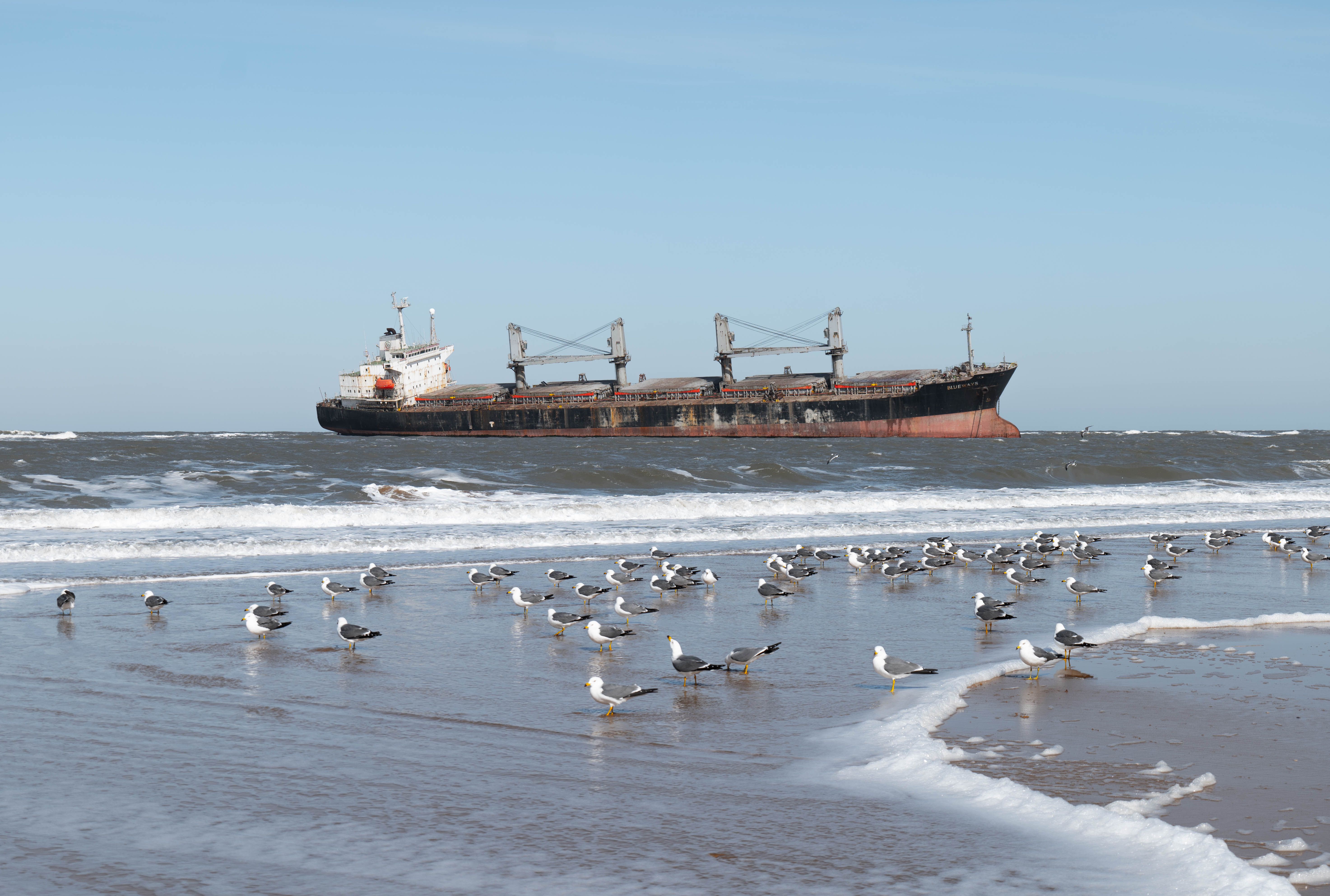 A cargo ship beached on sandy shore with seagulls flying around under a bright blue sky.