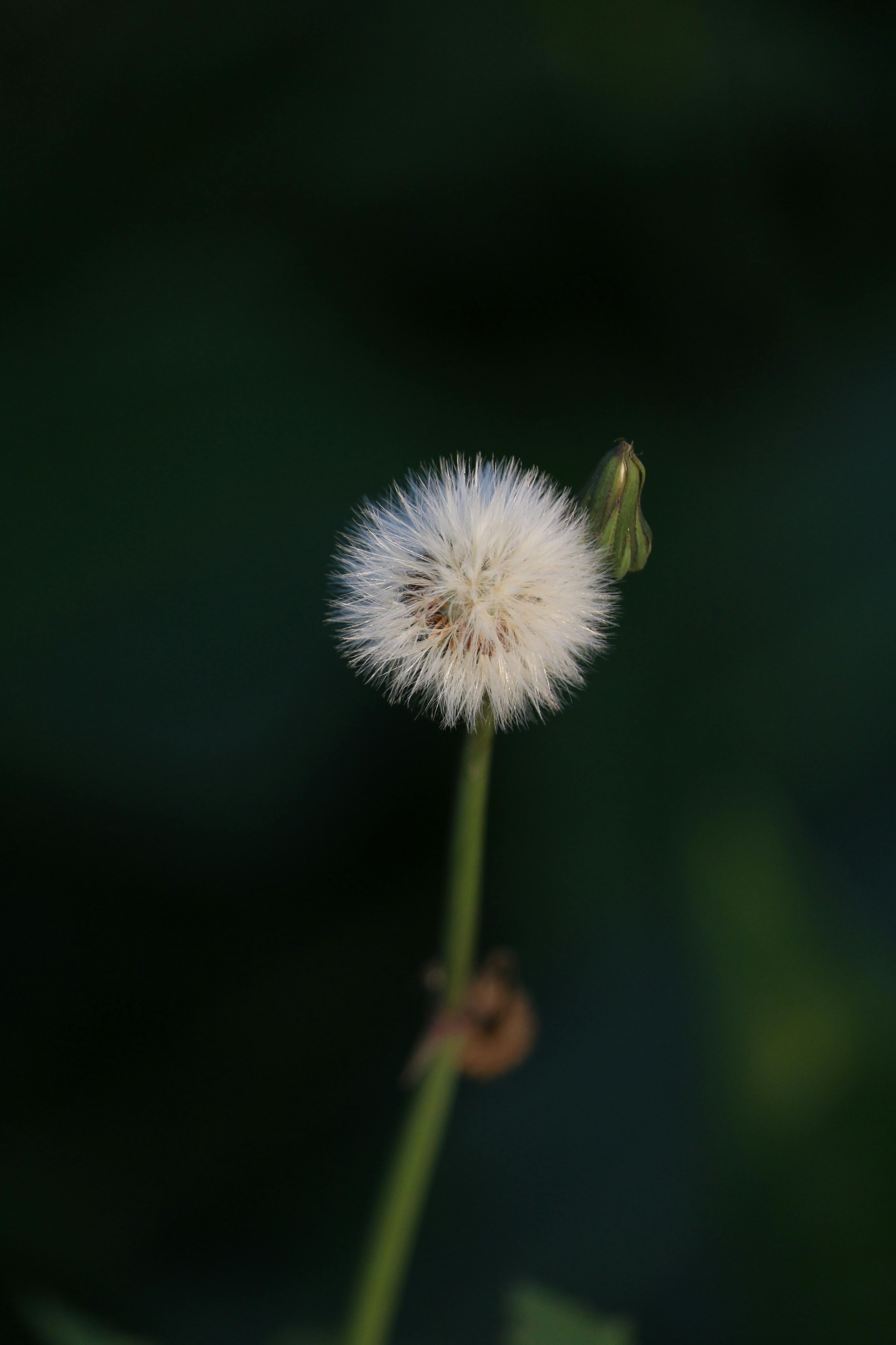 Kostenlos Eine detaillierte Nahaufnahme eines Löwenzahnsamenkopfes vor dunklem, verschwommenem Hintergrund. Stock-Foto