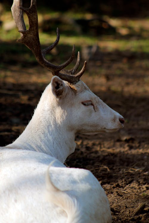 Free stock photo of deer