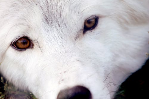 Gratis arkivbilde med hvit ulv, øyne, ulv