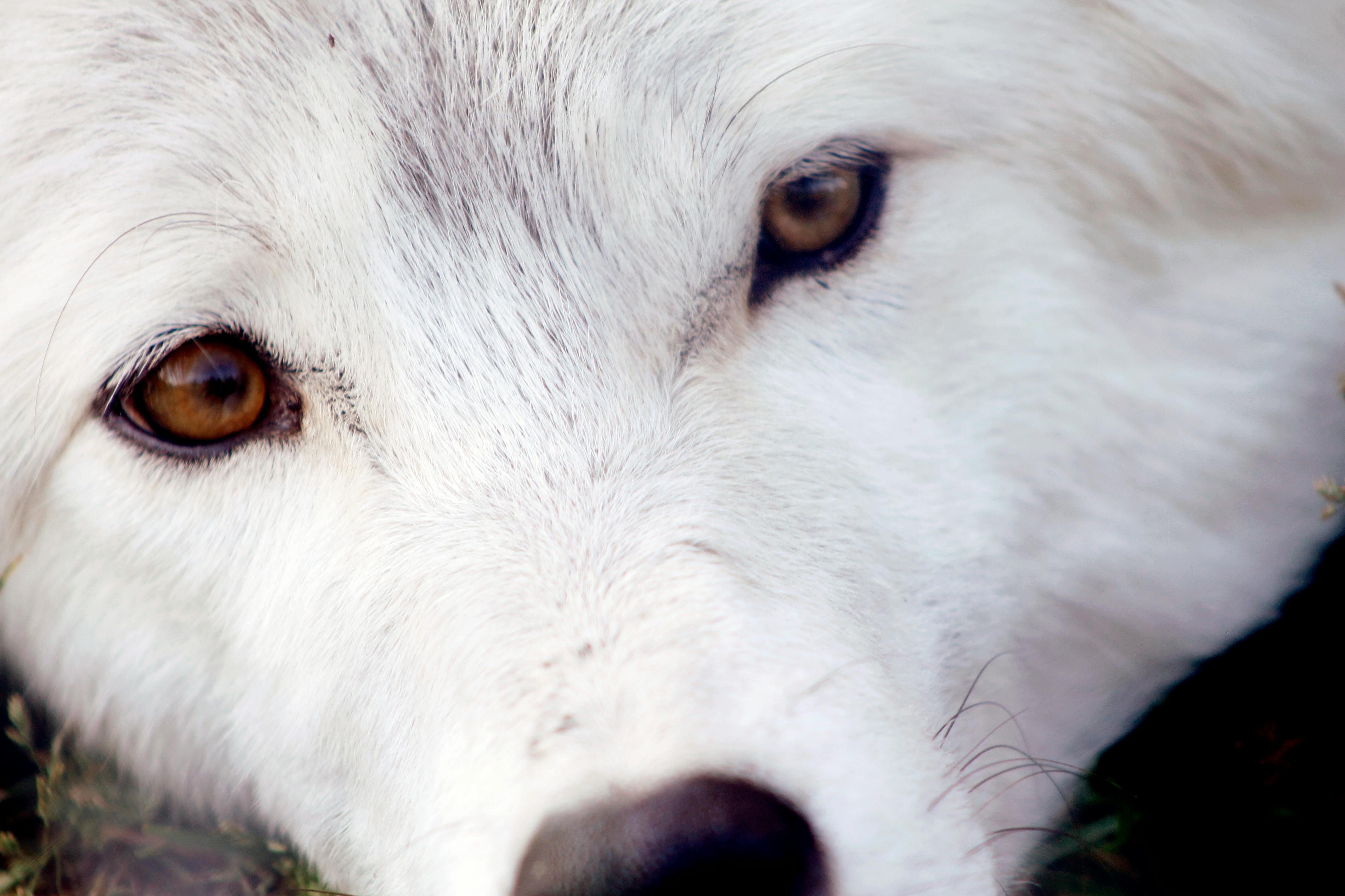 Free stock photo of eyes, white wolf, wolf