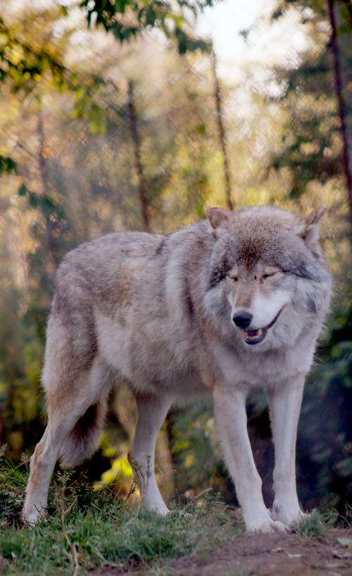 Free stock photo of gray wolf, grey wolf, wolf