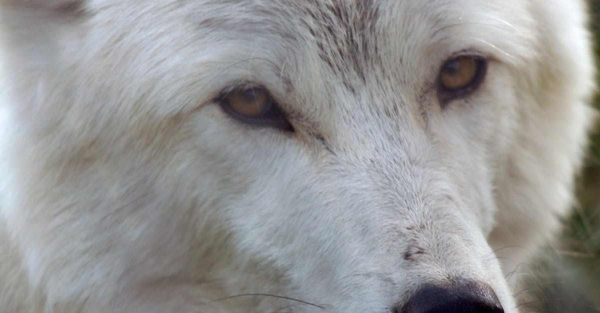 あくび 狼 白いオオカミの無料の写真素材