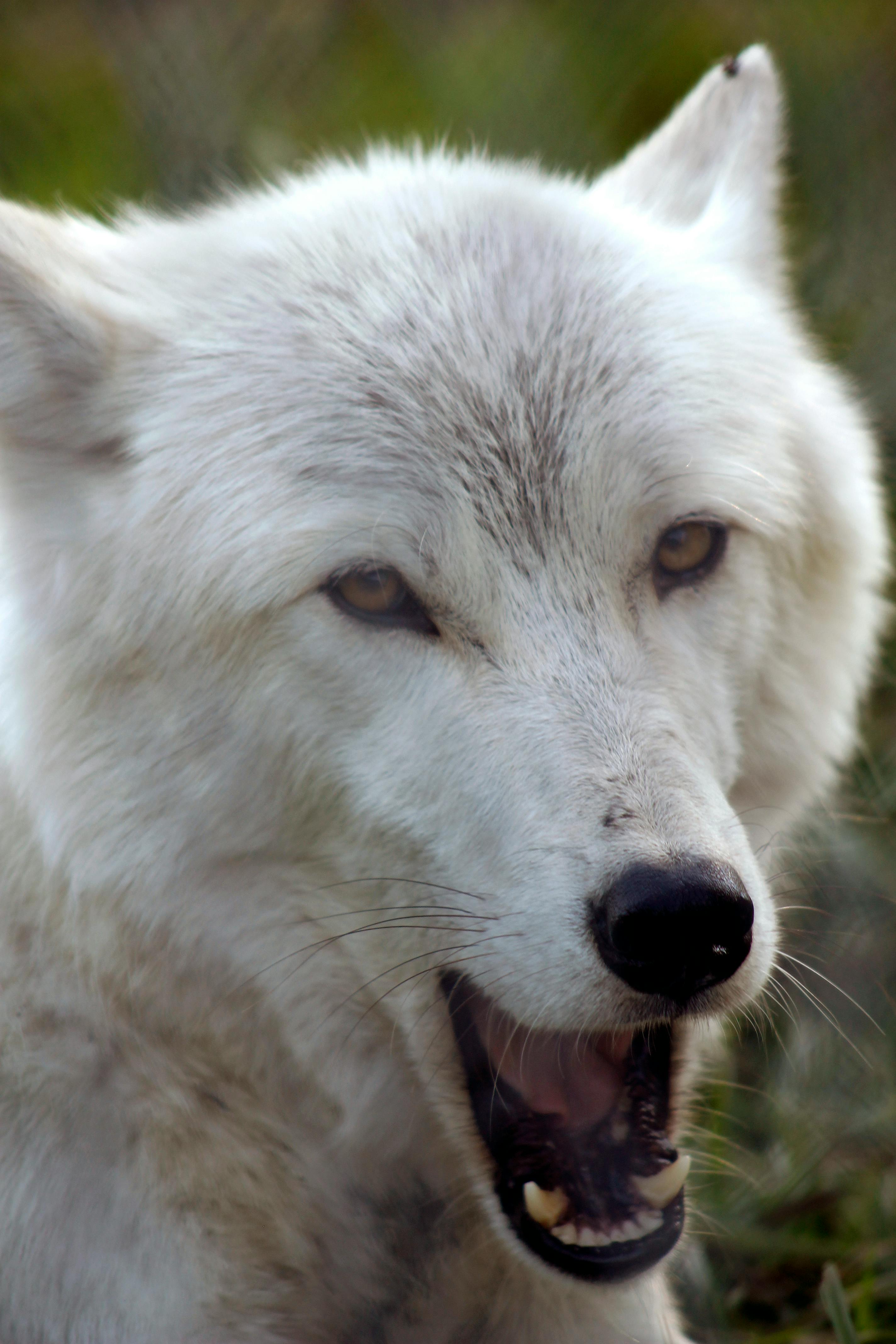 Free stock photo of white wolf, wolf, yawn