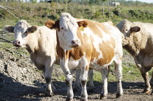 Free stock photo of bovine, cow