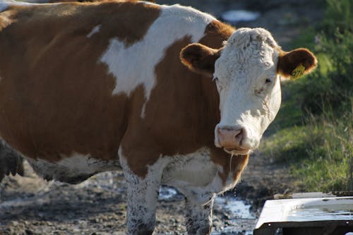 Free stock photo of bovine, cow