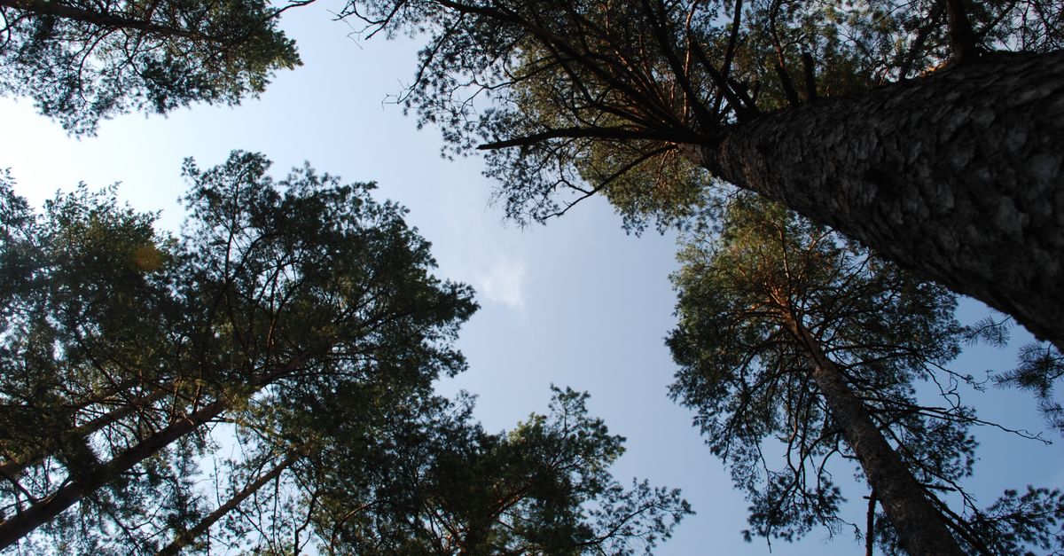 Photograph of tall pine trees reaching towards a clear blue sky, captured from below creating a natural canopy.