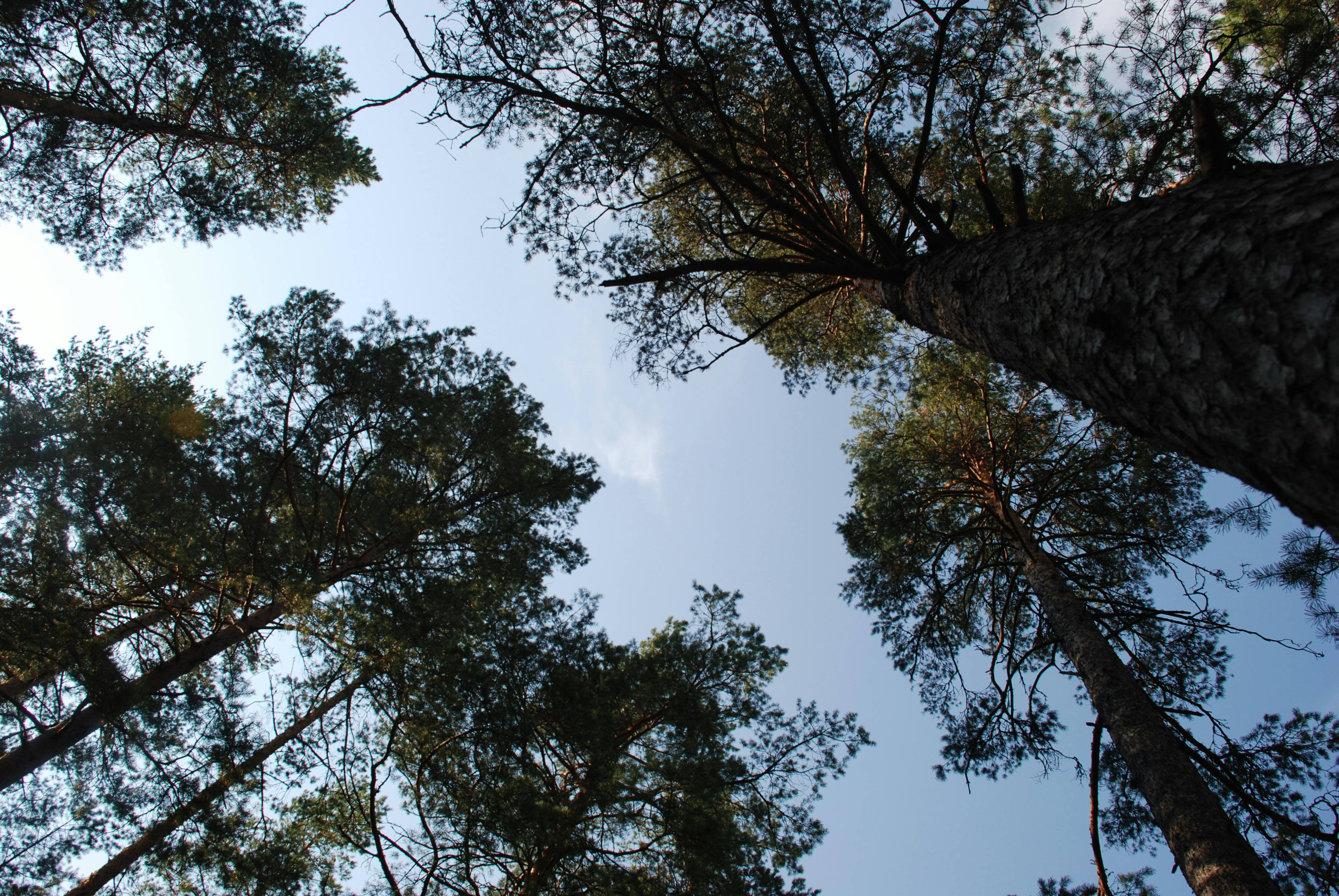 Gratis Fotografi av høye furutrær som strekker seg mot en klar blå himmel, tatt nedenfra og skaper et naturlig trekk. Arkivbilde