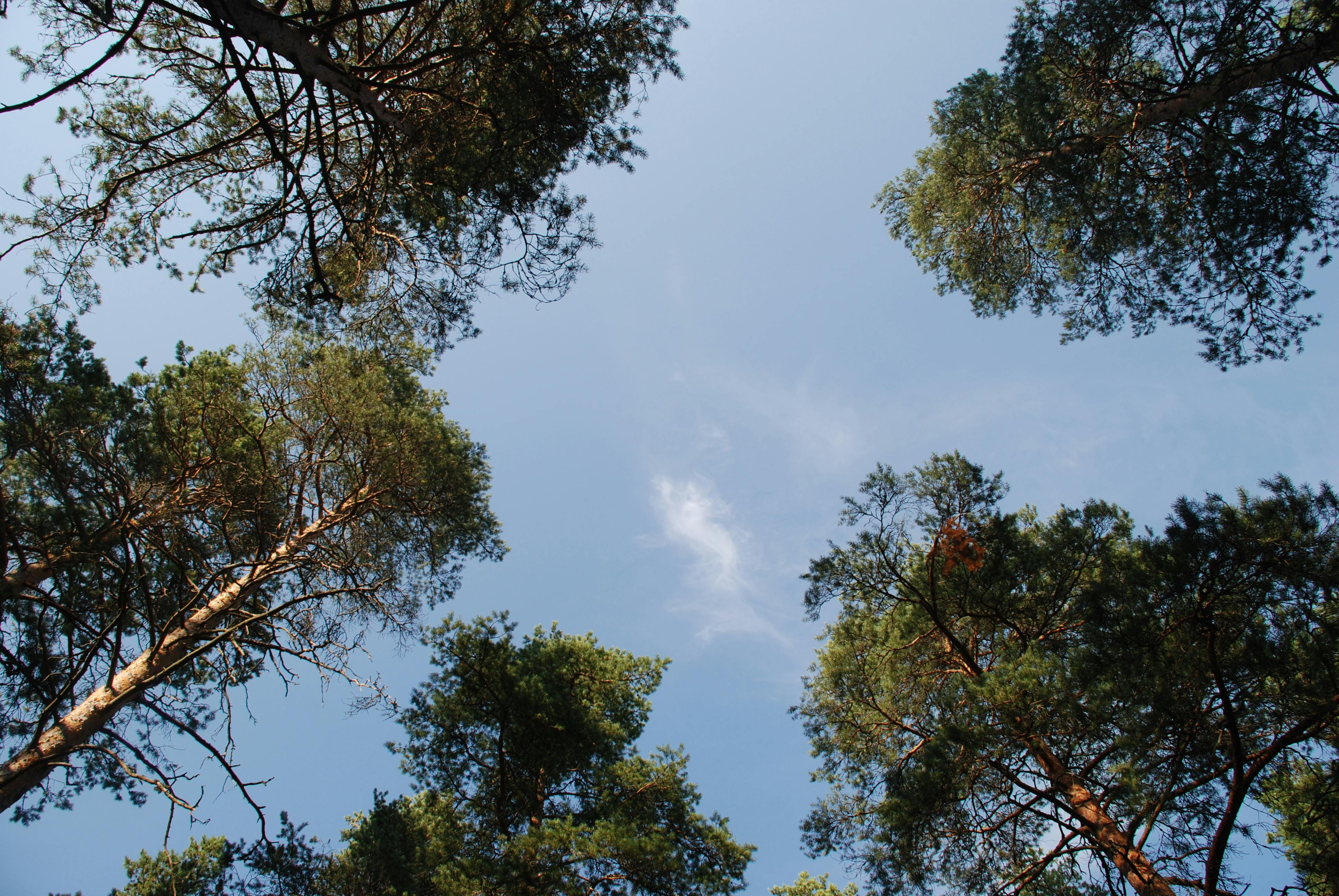 Δωρεάν Κοιτάζοντας ψηλά μέσα από ψηλά πεύκα σε έναν καταγάλανο ουρανό μια ηλιόλουστη μέρα. Φωτογραφία από στοκ φωτογραφιών