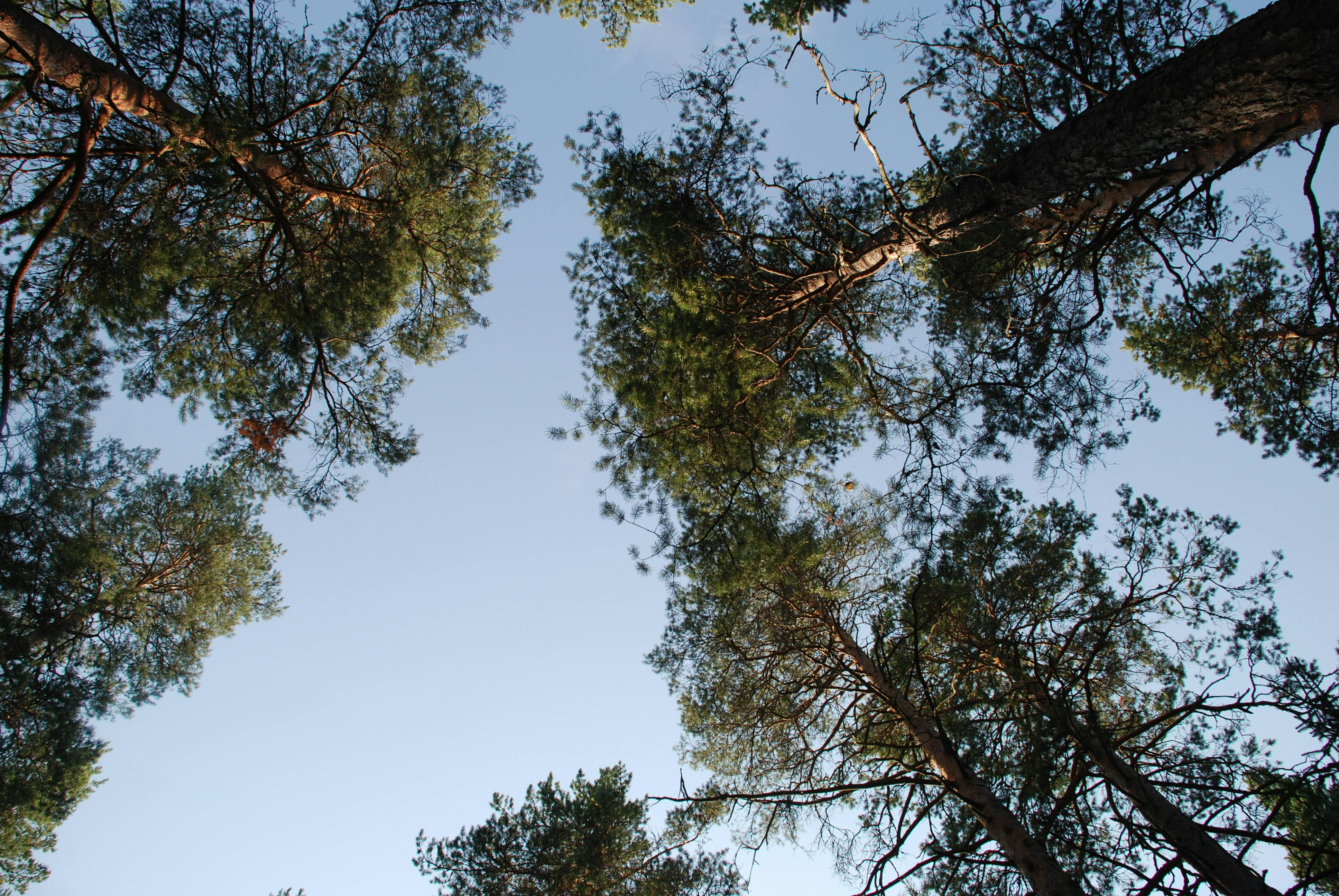 Δωρεάν Αισθητική θέα πανύψηλων πεύκων με καθαρό γαλάζιο ουρανό, απαθανατισμένη από κάτω. Φωτογραφία από στοκ φωτογραφιών