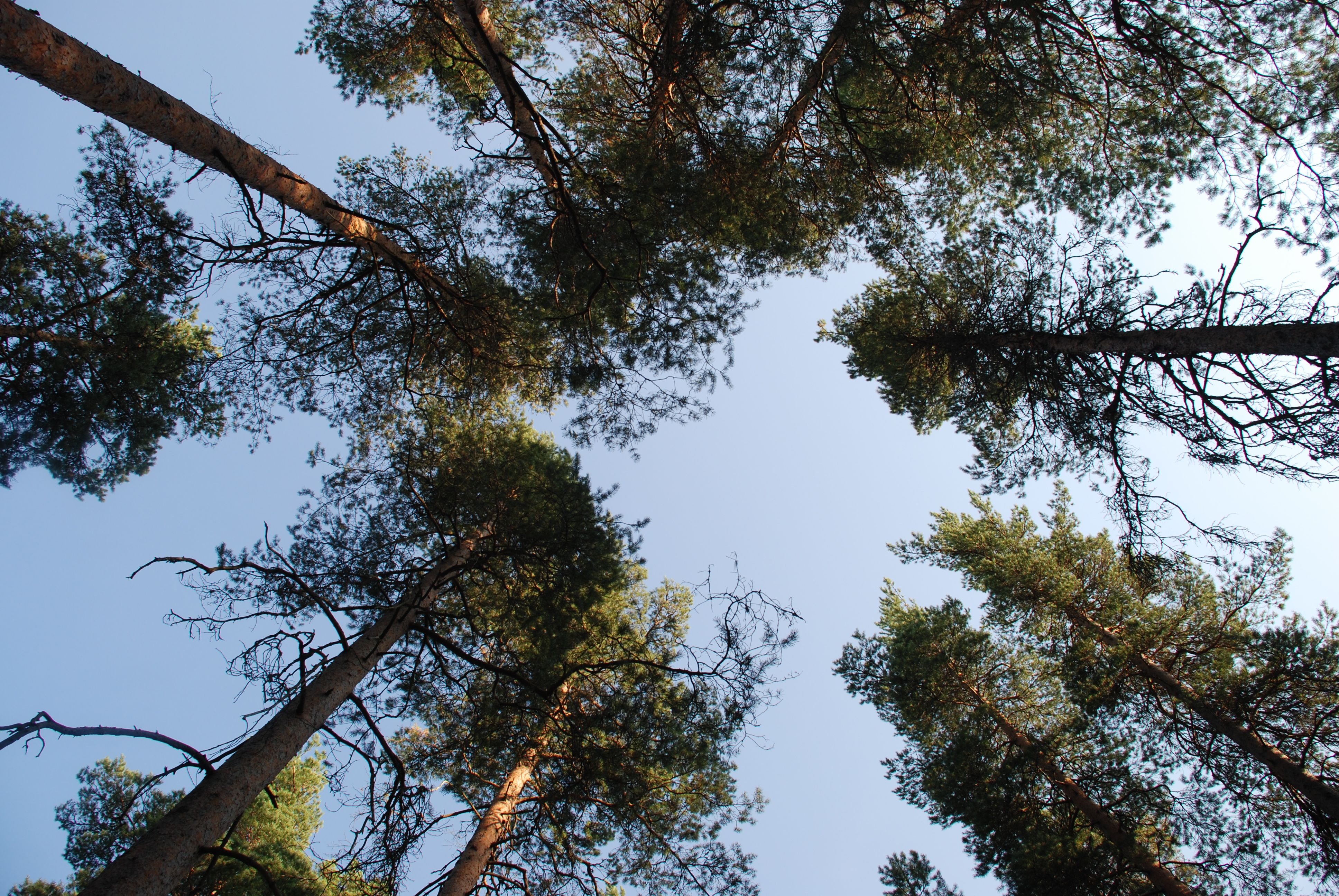 Upward View of Pine Trees Against Blue Sky · Free Stock Photo