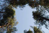 View Skyward Through Tall Pine Trees in Forest