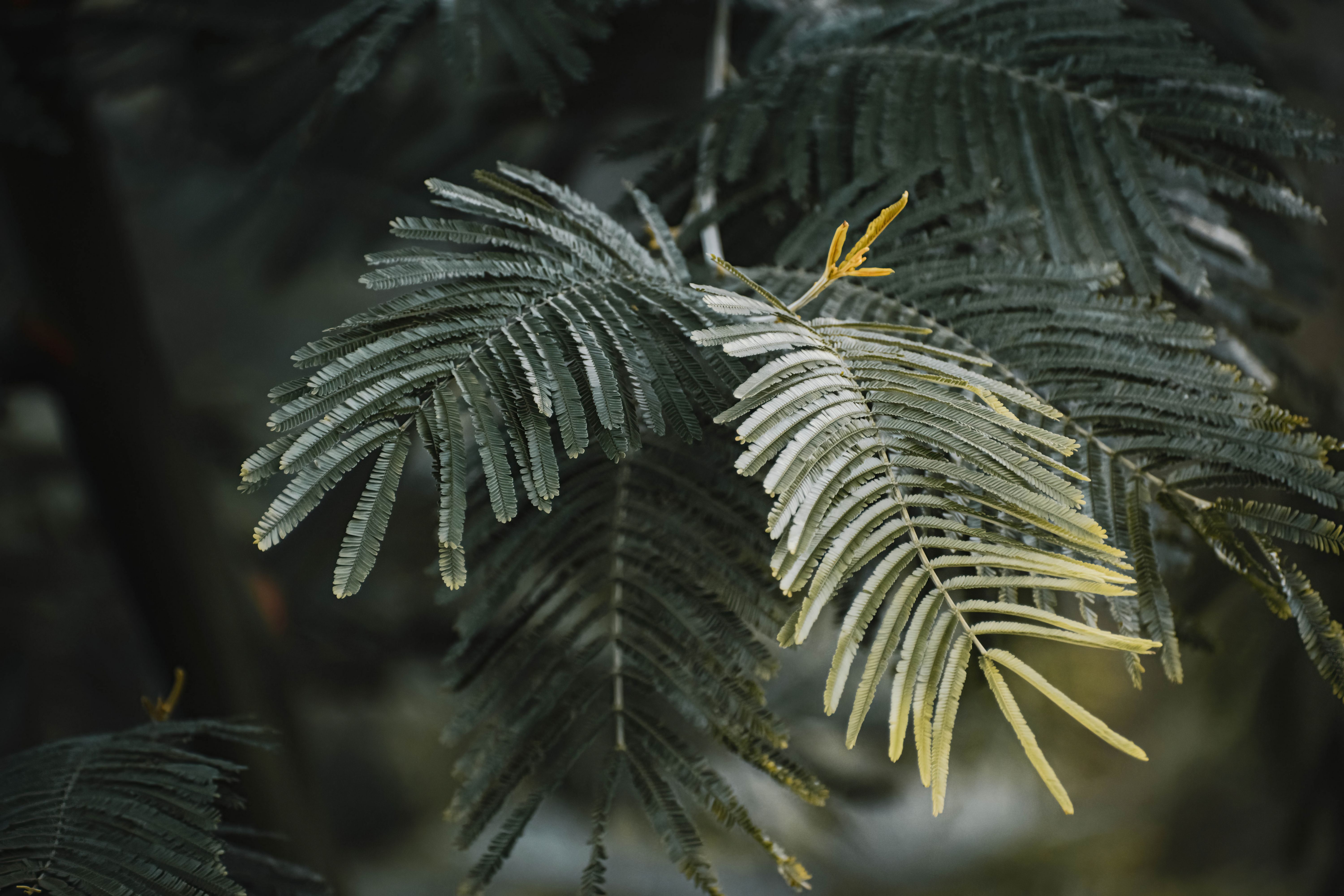 Citronella plant close-up garden — Dicas da Vovó