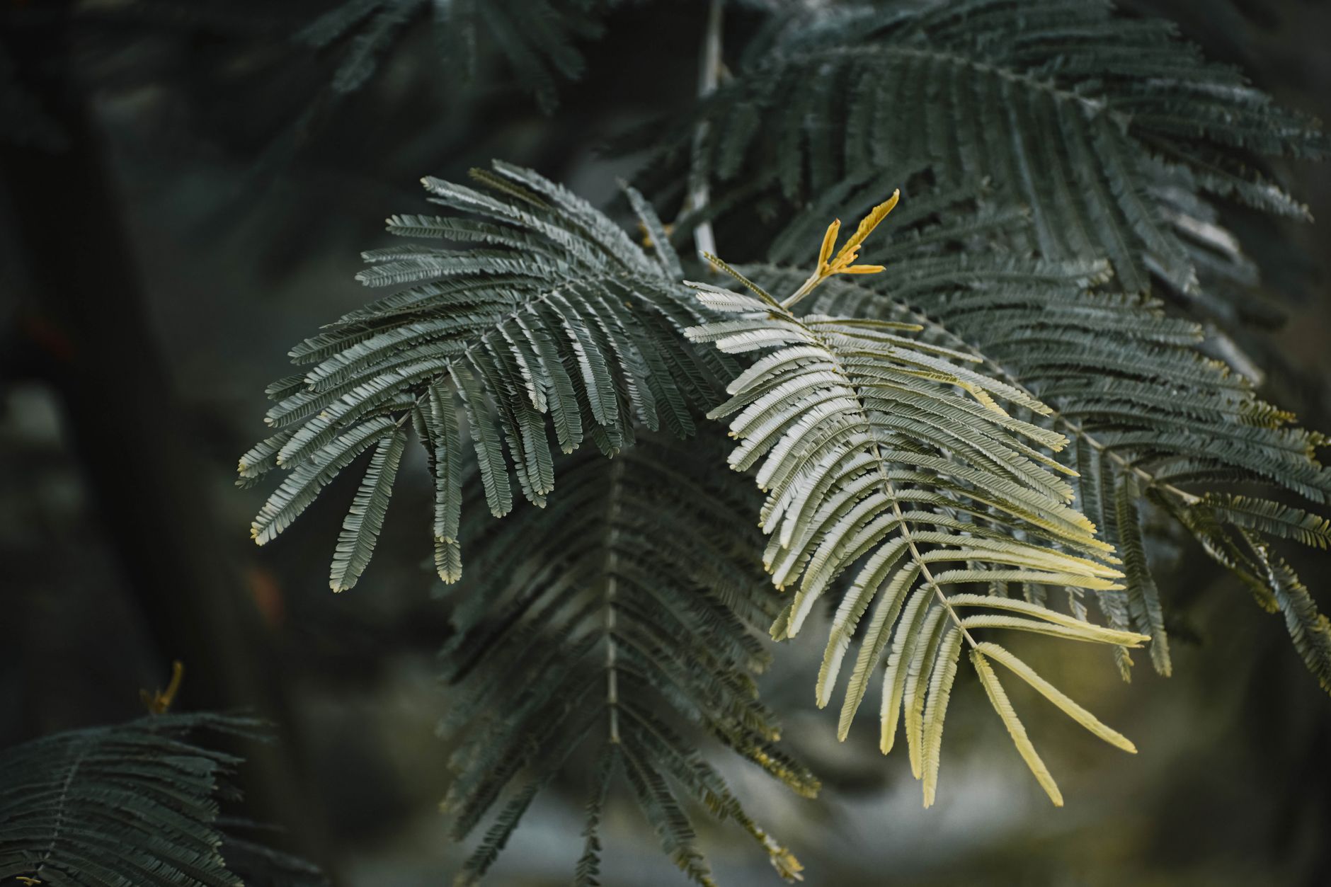 Citronella plant close-up garden — Dicas da Vovó