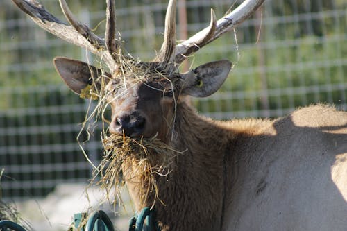 Free stock photo of deer, elk, wapiti