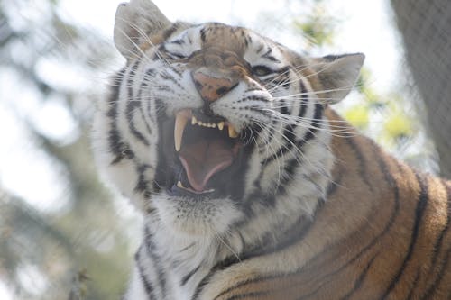 Free stock photo of growl, roar, yawn