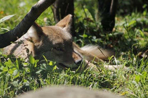 Free stock photo of canine, coyote