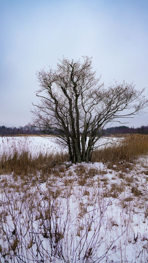 Free A lonely tree stands in a snowy landscape, creating a serene winter scene. Stock Photo