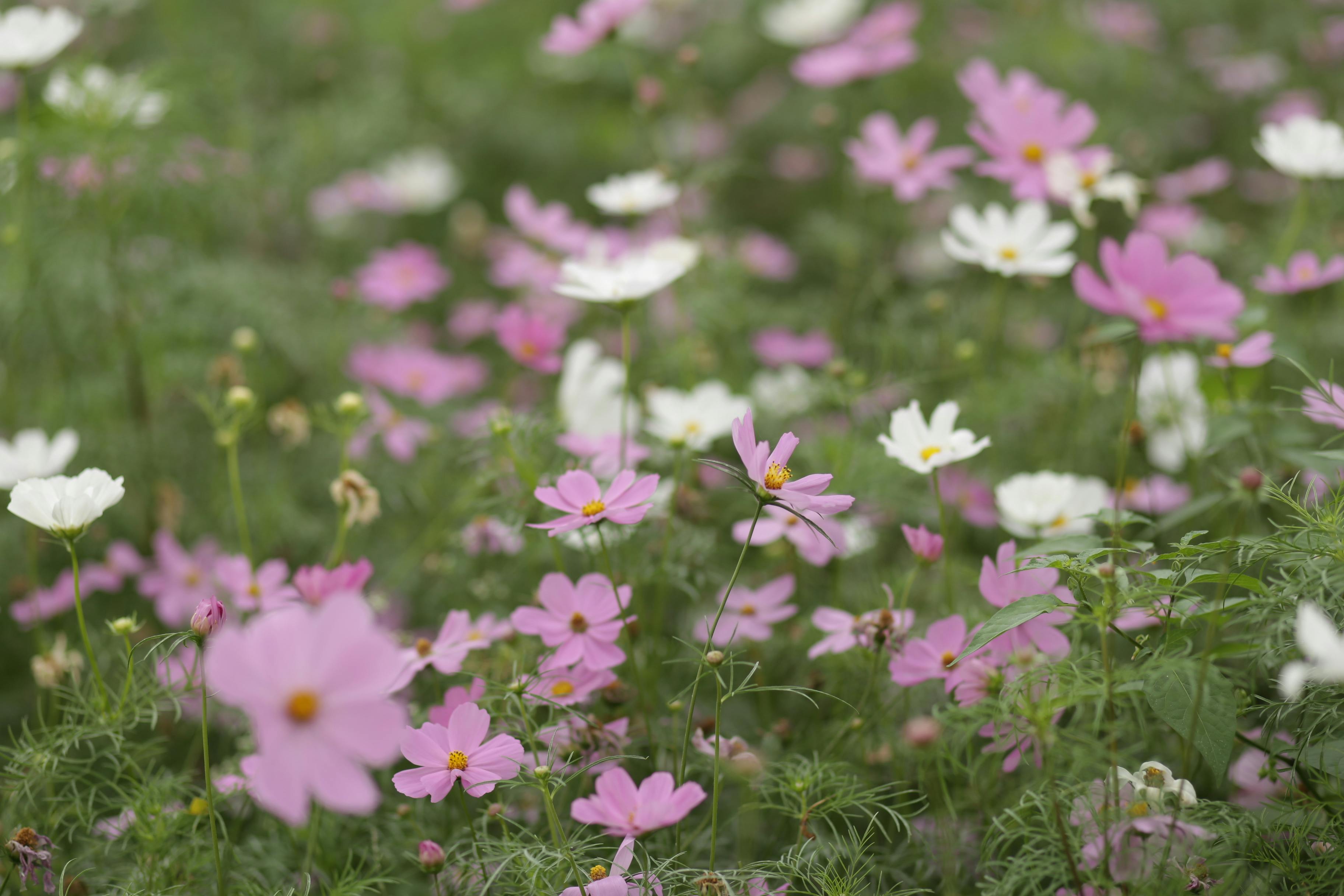 [ColoSach]-a-vibrant-field-of-pink-and-white-cosmos-flowers-in-full-bloom-outdoors.