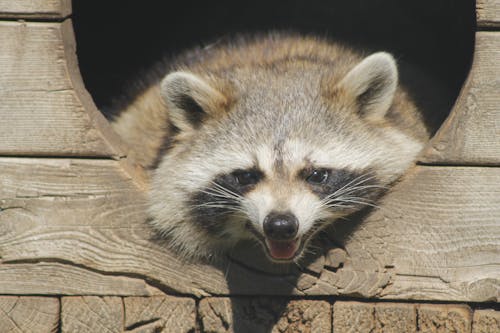 Free stock photo of raccoon