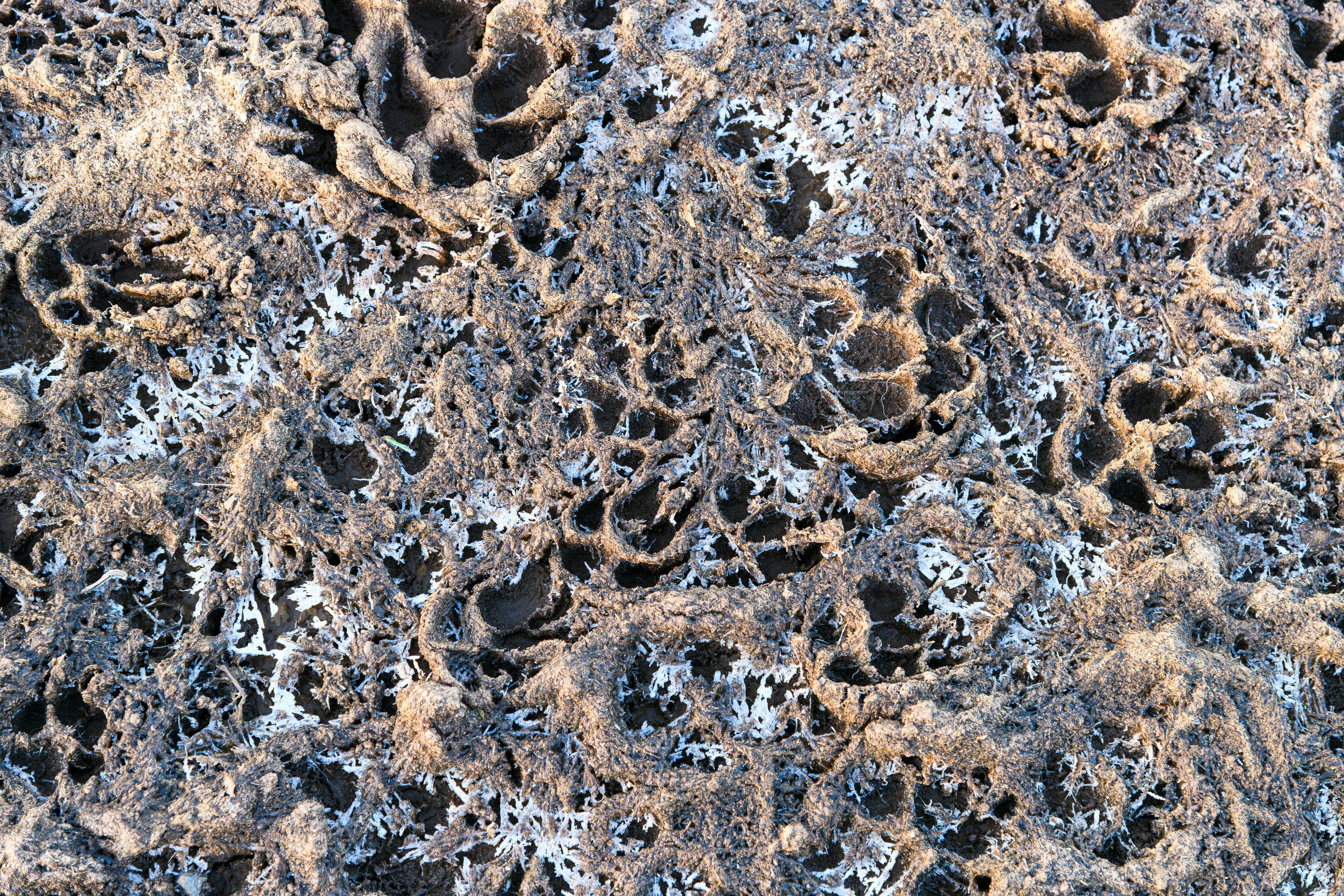 Free Close-up image of natural frost patterns on a sandy surface, highlighting intricate textures and organic shapes. Stock Photo