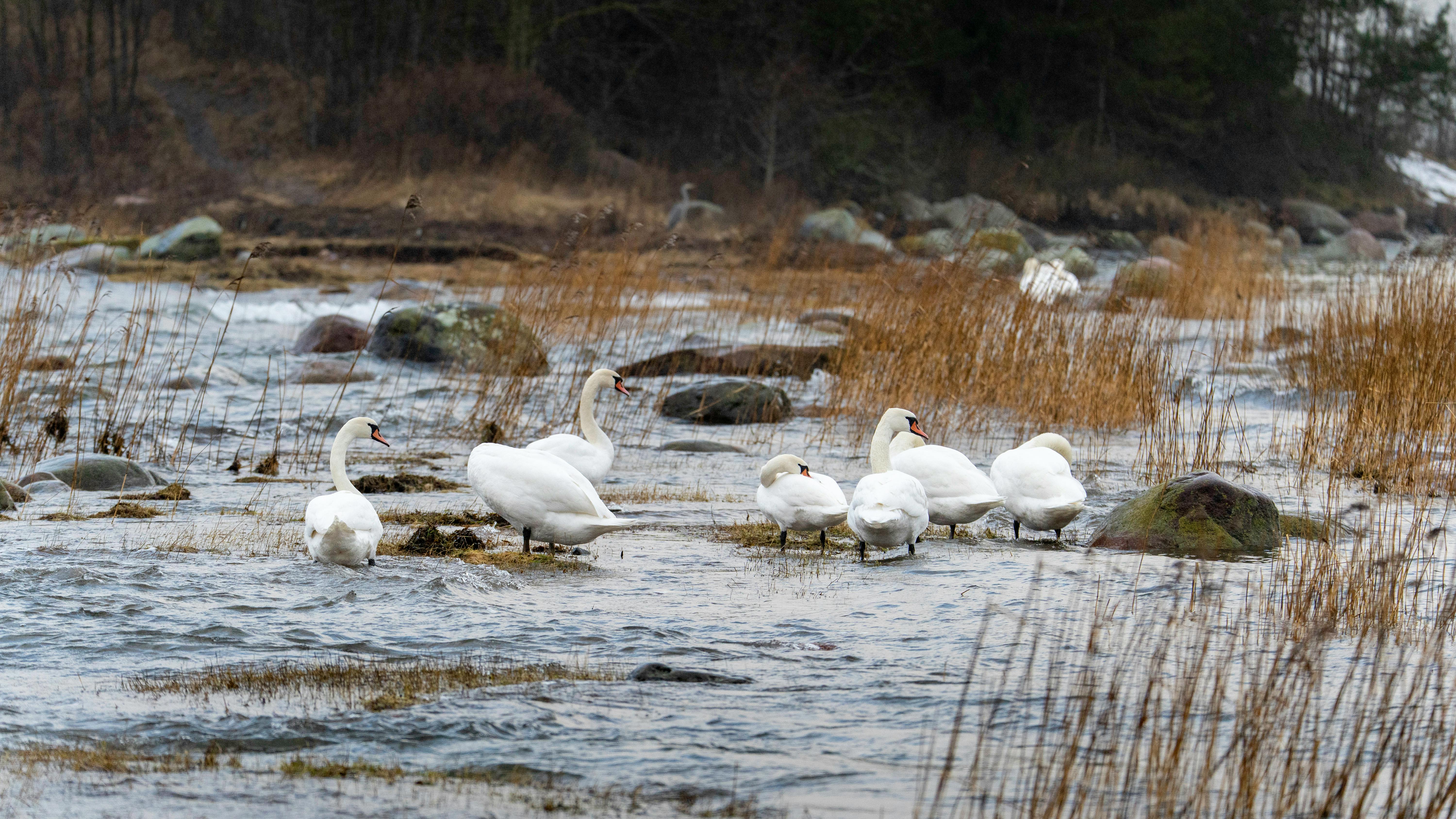 Kostenlos Kostenloses Stock Foto zu 4k landschaft, 4k wallpaper, artenschutz Stock-Foto