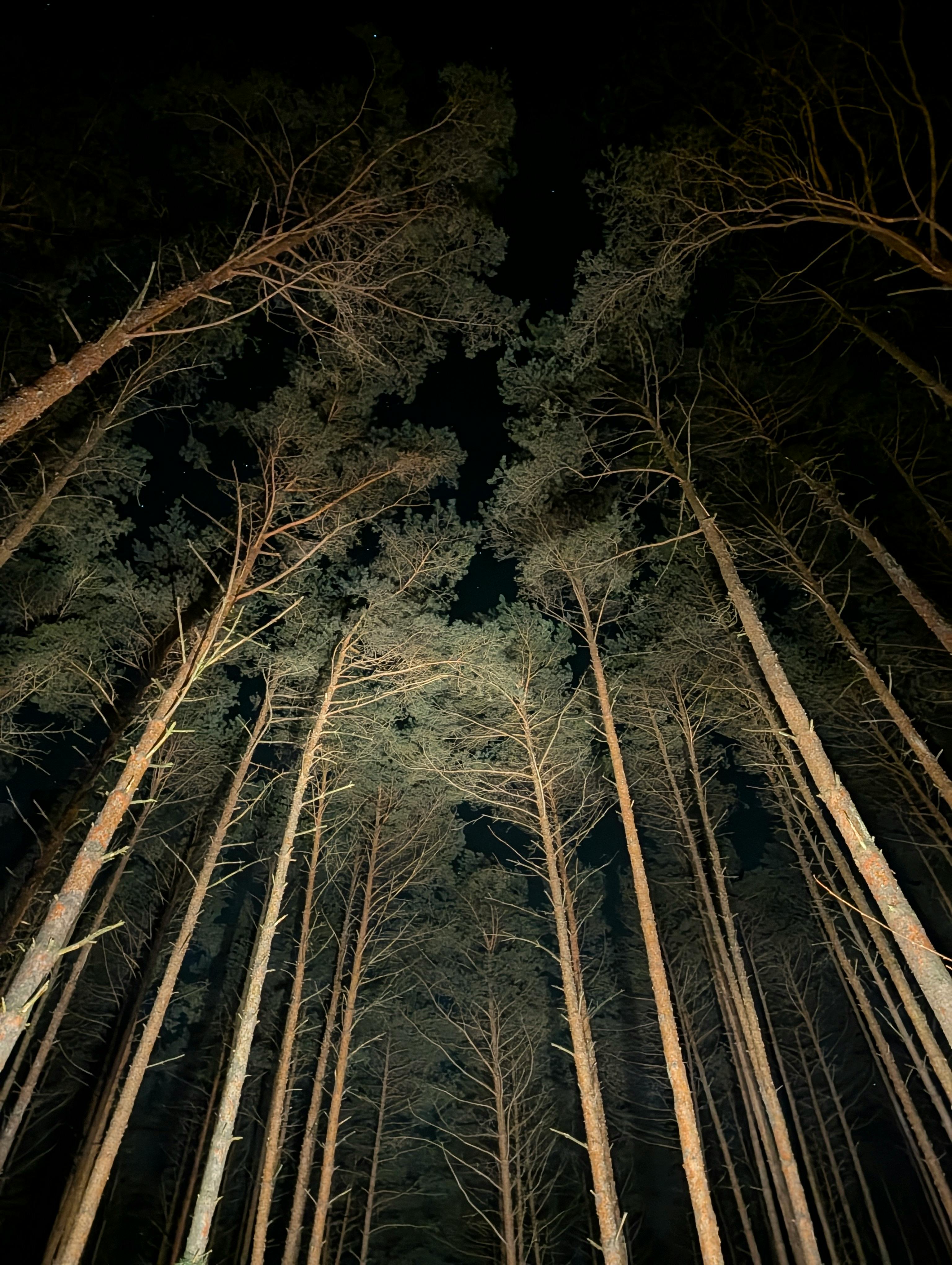 Gratis Una vista ascendente de árboles imponentes bajo un cielo nocturno estrellado, que ofrece un ambiente de bosque espectacular. Foto de stock