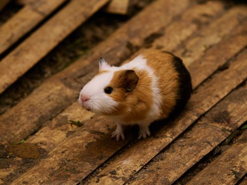 Free A charming guinea pig captured on a rustic wooden floor, showcasing its adorable features. Stock Photo