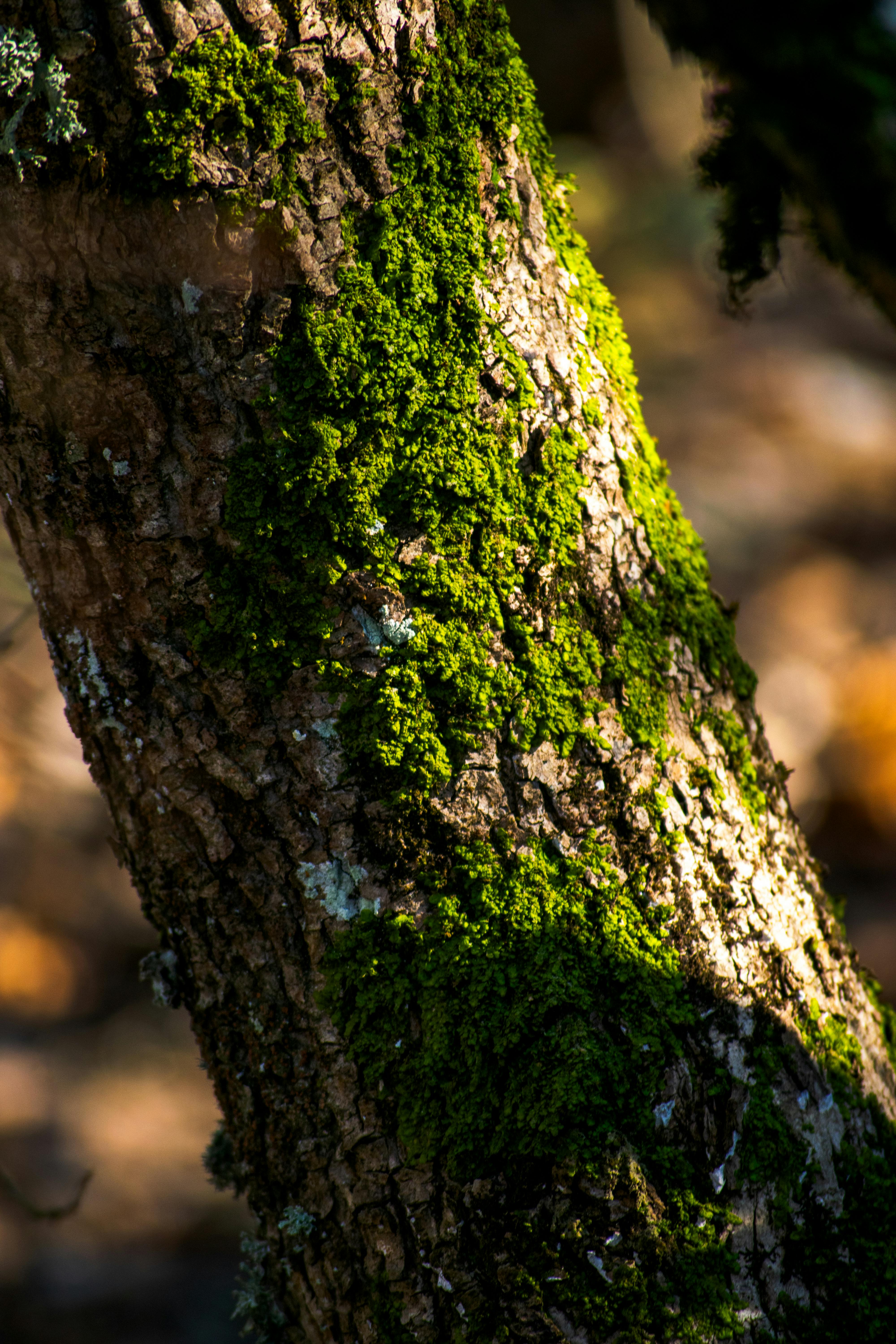 Kostenlos Detailansicht einer Baumrinde, die im Sonnenlicht mit leuchtend grünem Moos bedeckt ist. Stock-Foto