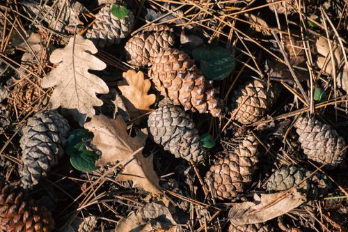 Free Pine cones and fallen oak leaves on a forest floor in autumn sunlight. Stock Photo