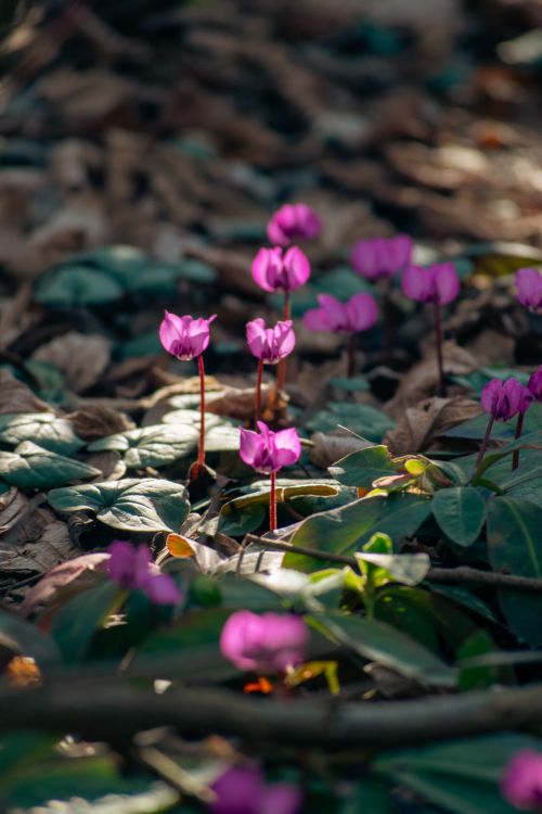 Free Bright pink cyclamen flowers bloom among leaves in a sunlit forest setting. Stock Photo