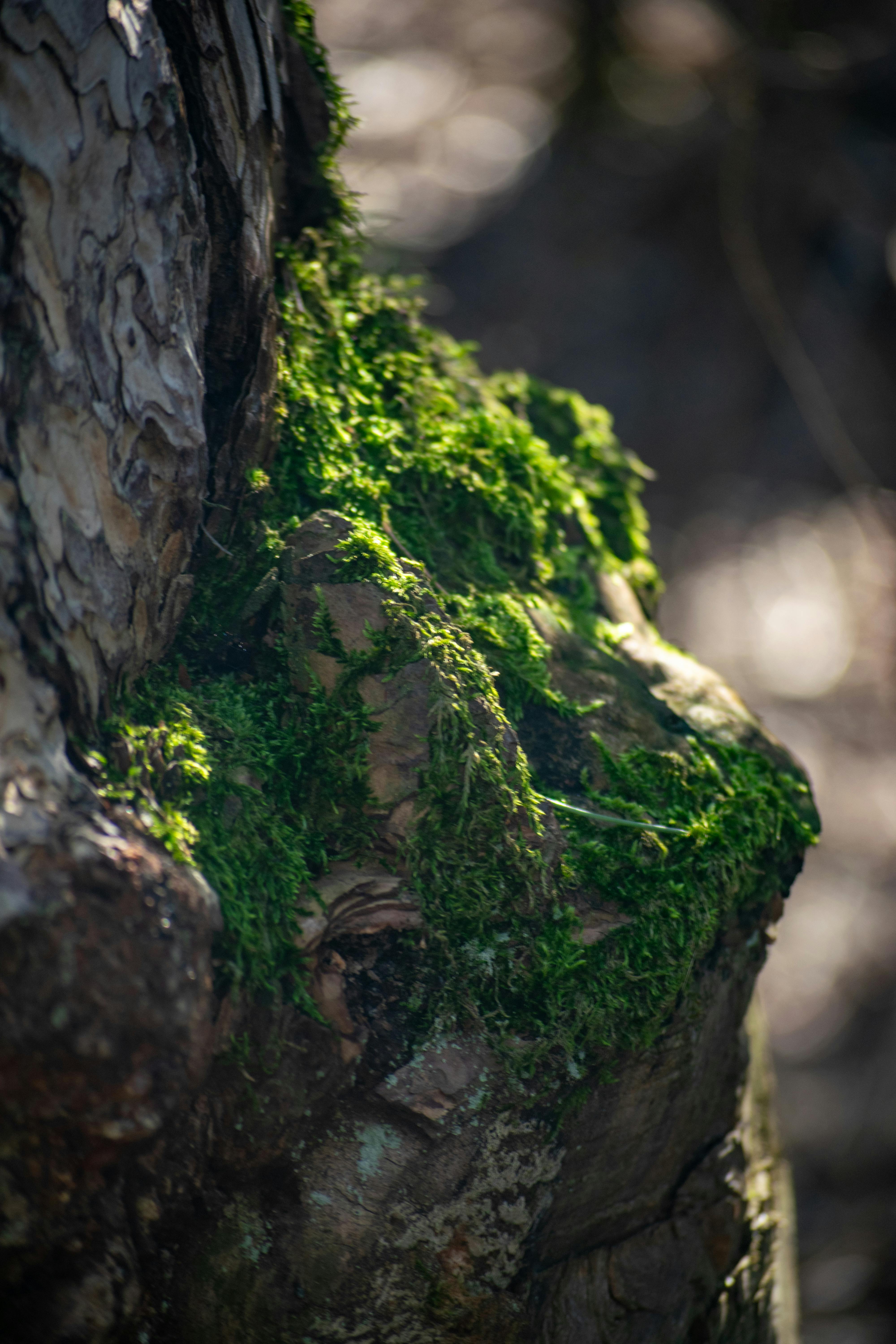 Δωρεάν στοκ φωτογραφιών με @εξωτερικου χωρου, background, biome Φωτογραφία από στοκ φωτογραφιών
