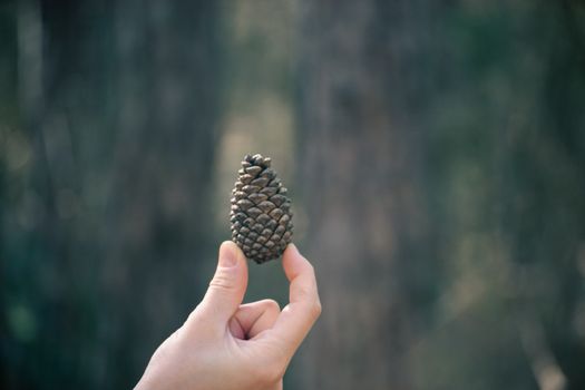 A hand holding a pine cone against a blurred natural background, highlighting nature's simplicity.
