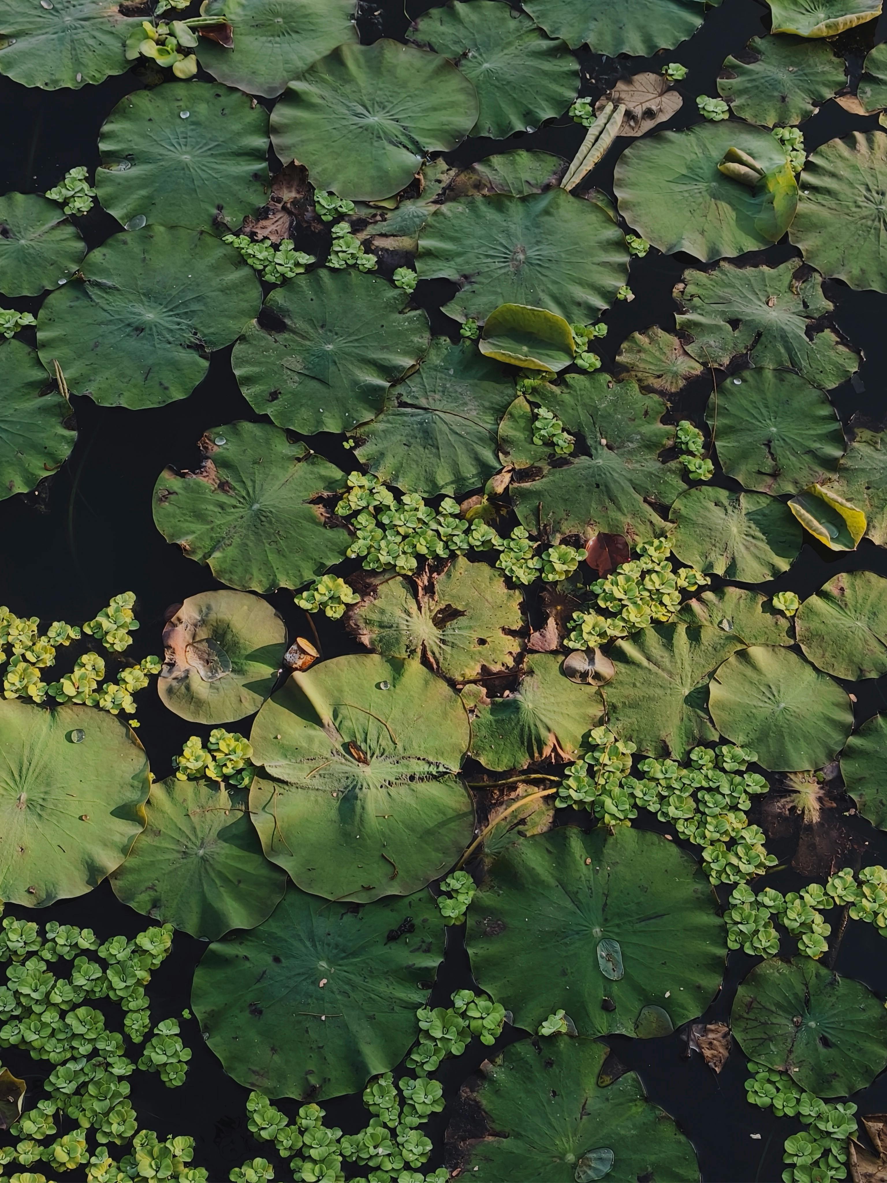 Kostenlos Ein friedvoller Anblick von Lotusblättern, die auf einem Teich in Kolkata, Indien, treiben und die ruhige Schönheit der Natur einfangen. Stock-Foto