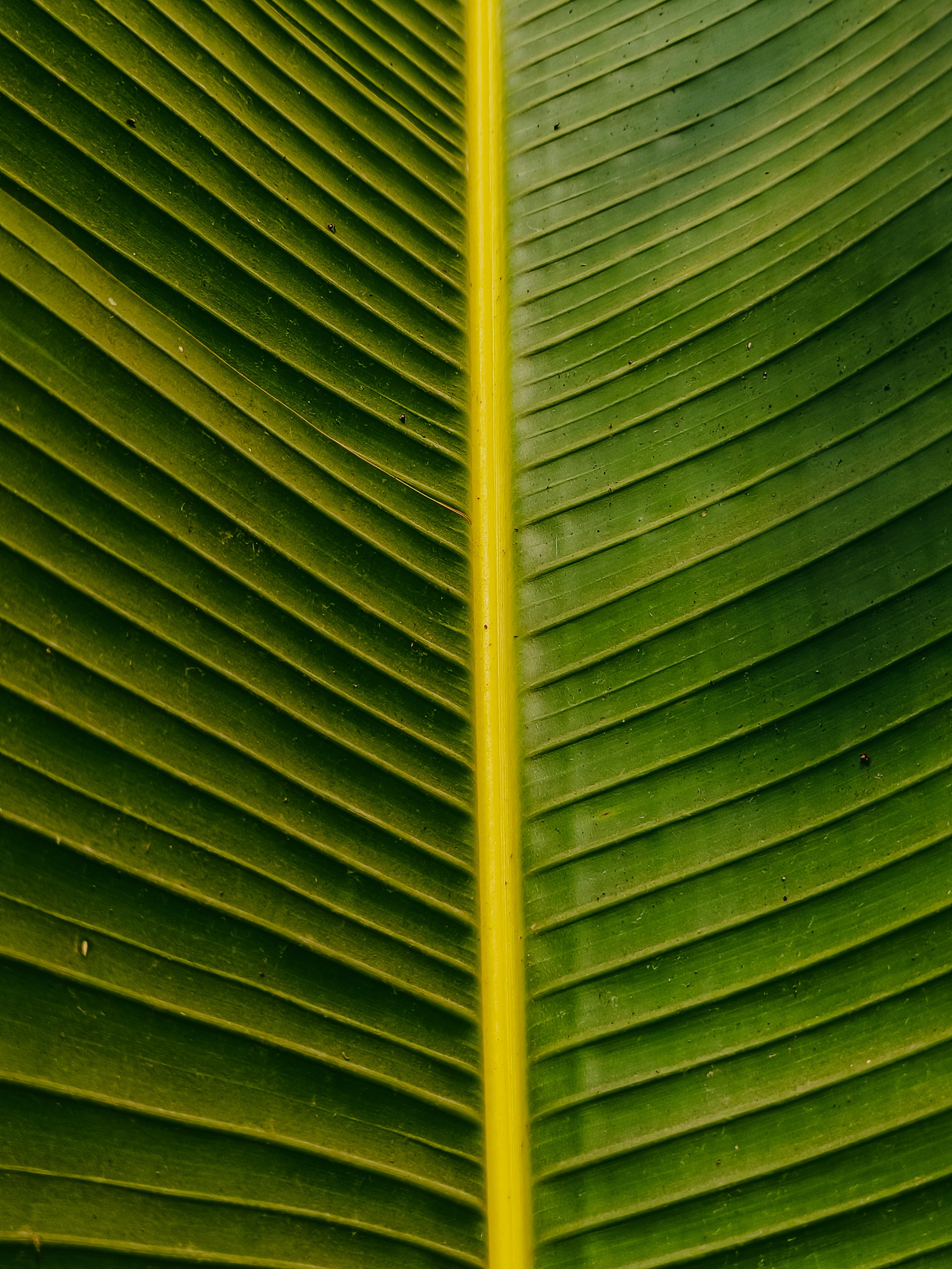 Free Detailed close-up of a vibrant green banana leaf, showcasing its natural texture and symmetry. Stock Photo