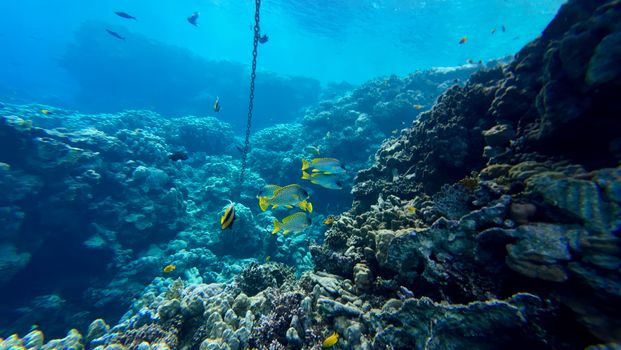 Underwater coral reef scene with colorful fish in a vibrant ocean setting.