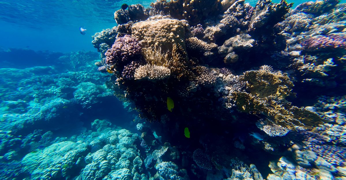 Vibrant coral reefs and small fish thrive in the clear turquoise waters of the Red Sea near Aqaba, Jordan.