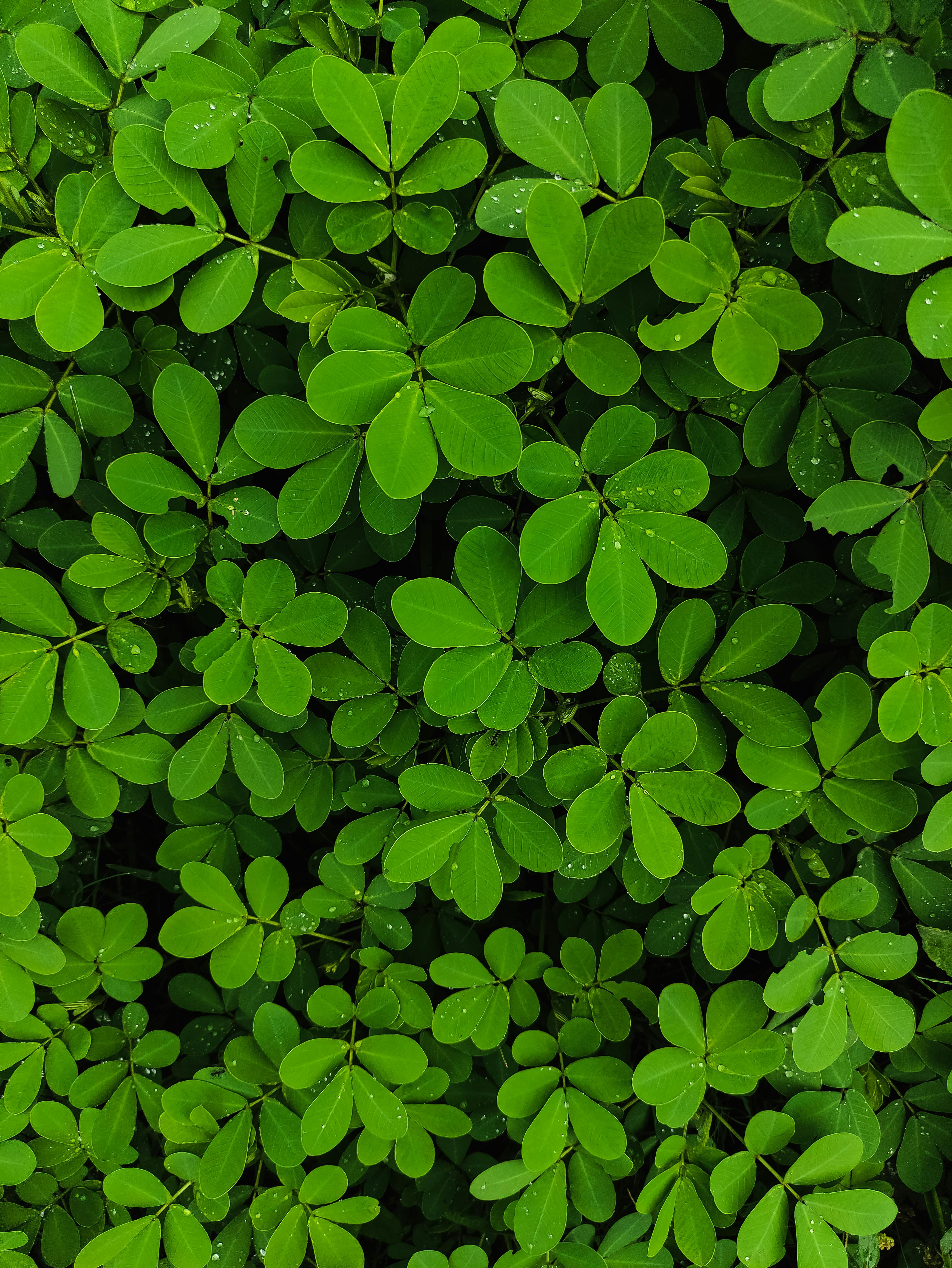 бесплатная Яркая зеленая листва с каплями росы идеально подходит для оформления природных и ботанических композиций. Стоковое фото