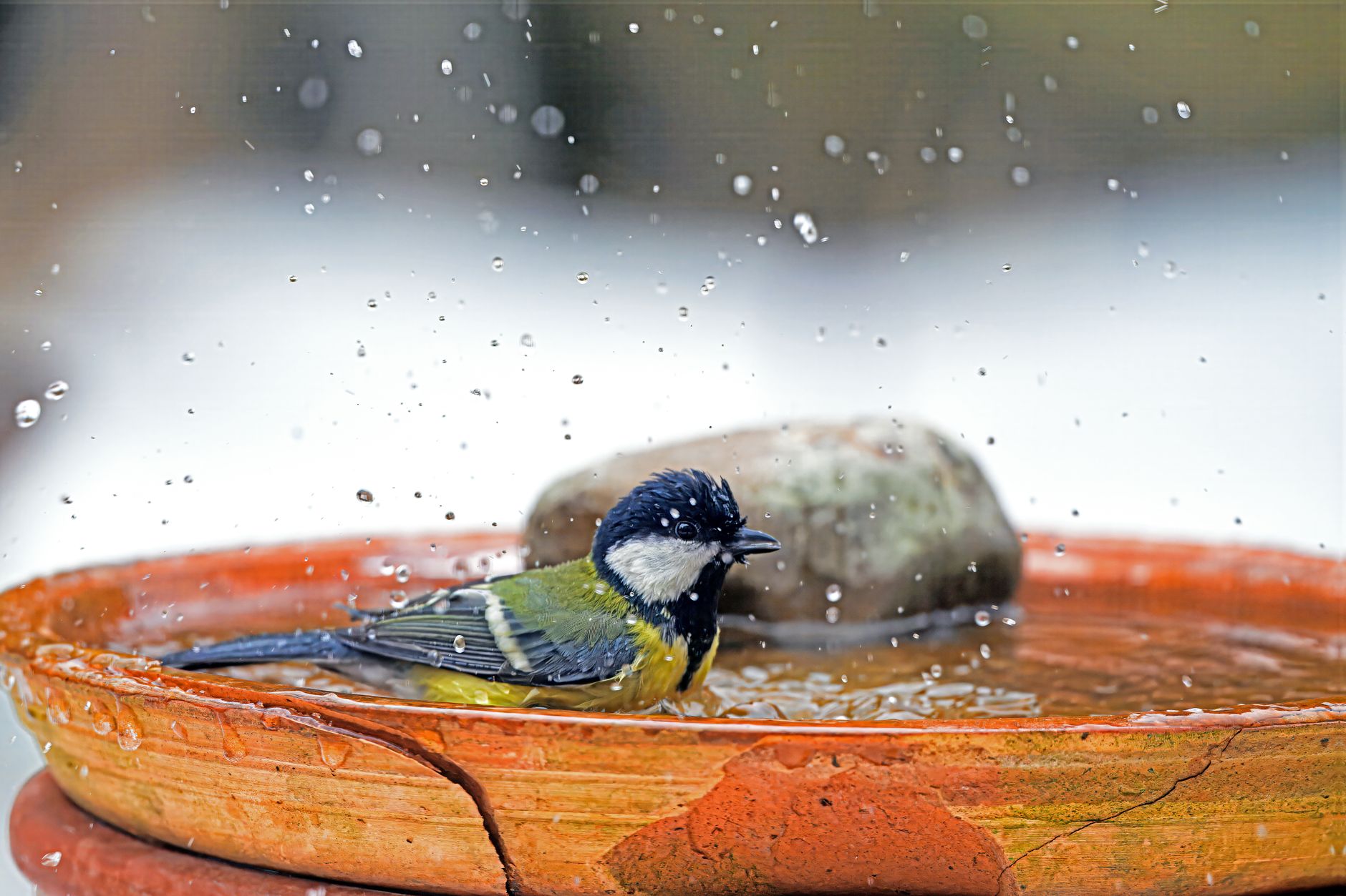 A Shallow Water Dish