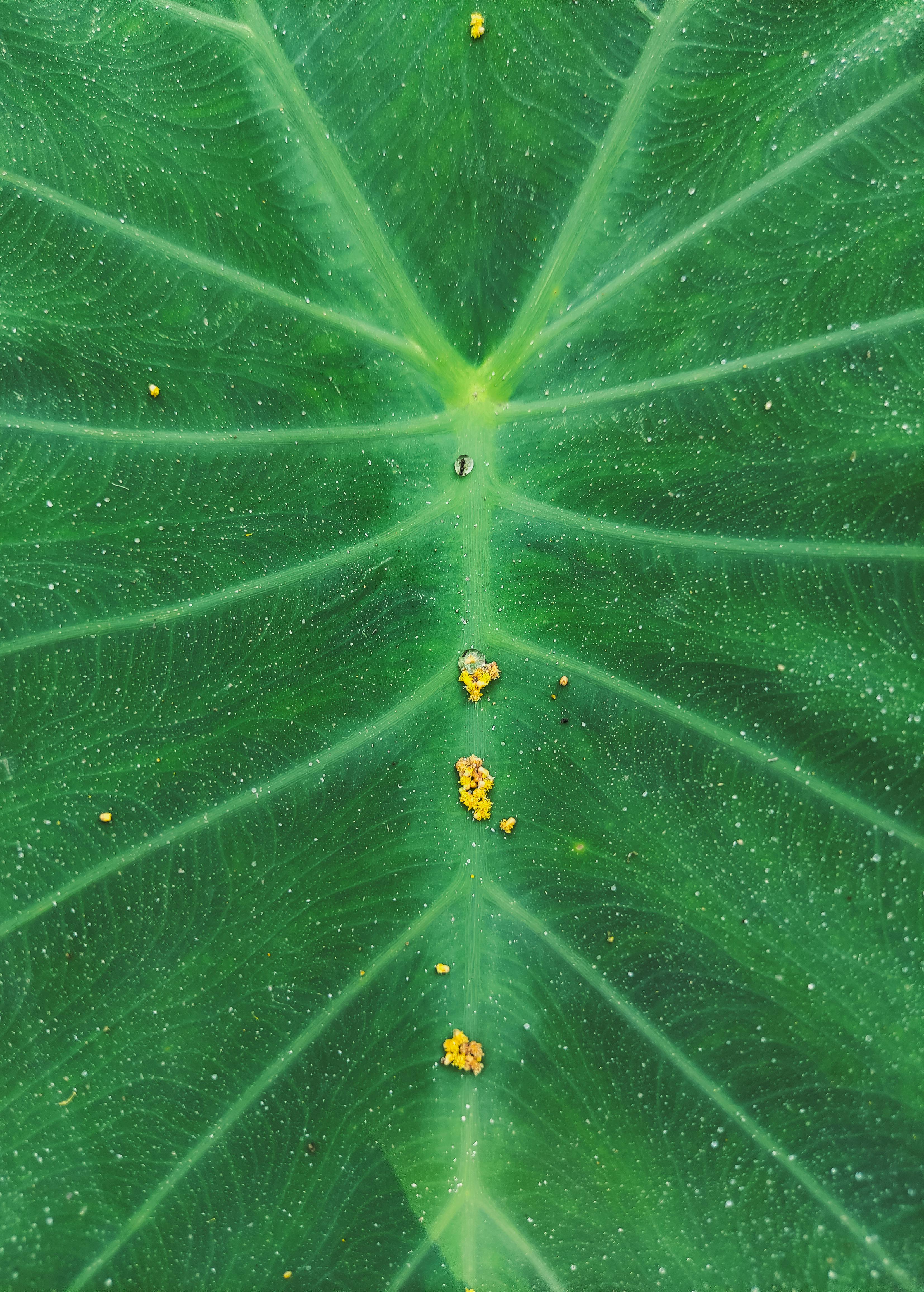 Δωρεάν στοκ φωτογραφιών με αφηρημένη φύση, βιολογική λεπτομέρεια, βοτανική Φωτογραφία από στοκ φωτογραφιών