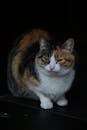 Close-Up of a Calico Cat in Low Light