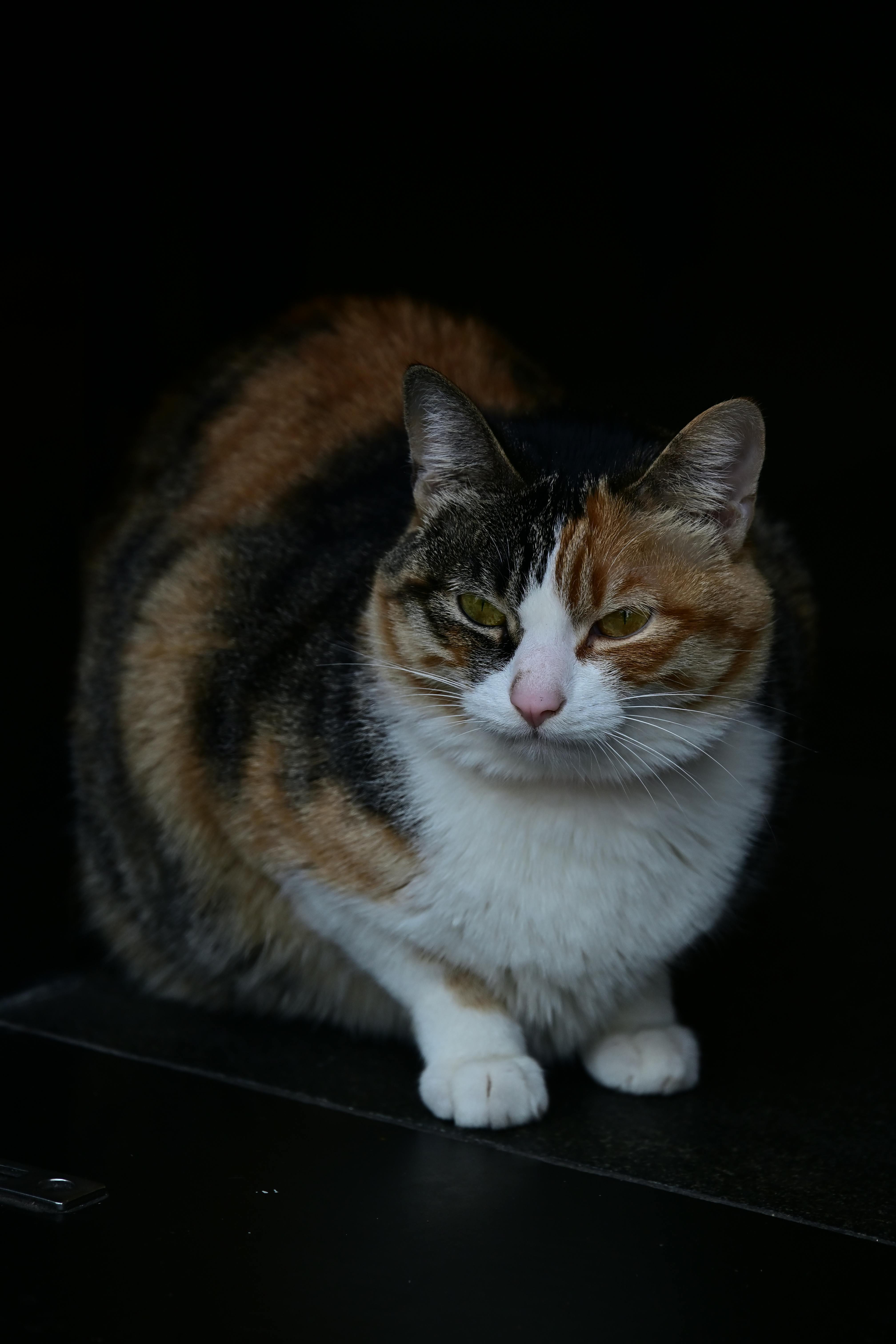 Δωρεάν Ένα λεπτομερές κοντινό πλάνο μιας γάτας calico με σκούρο φόντο που δείχνει την τρίχρωμη γούνα της. Φωτογραφία από στοκ φωτογραφιών