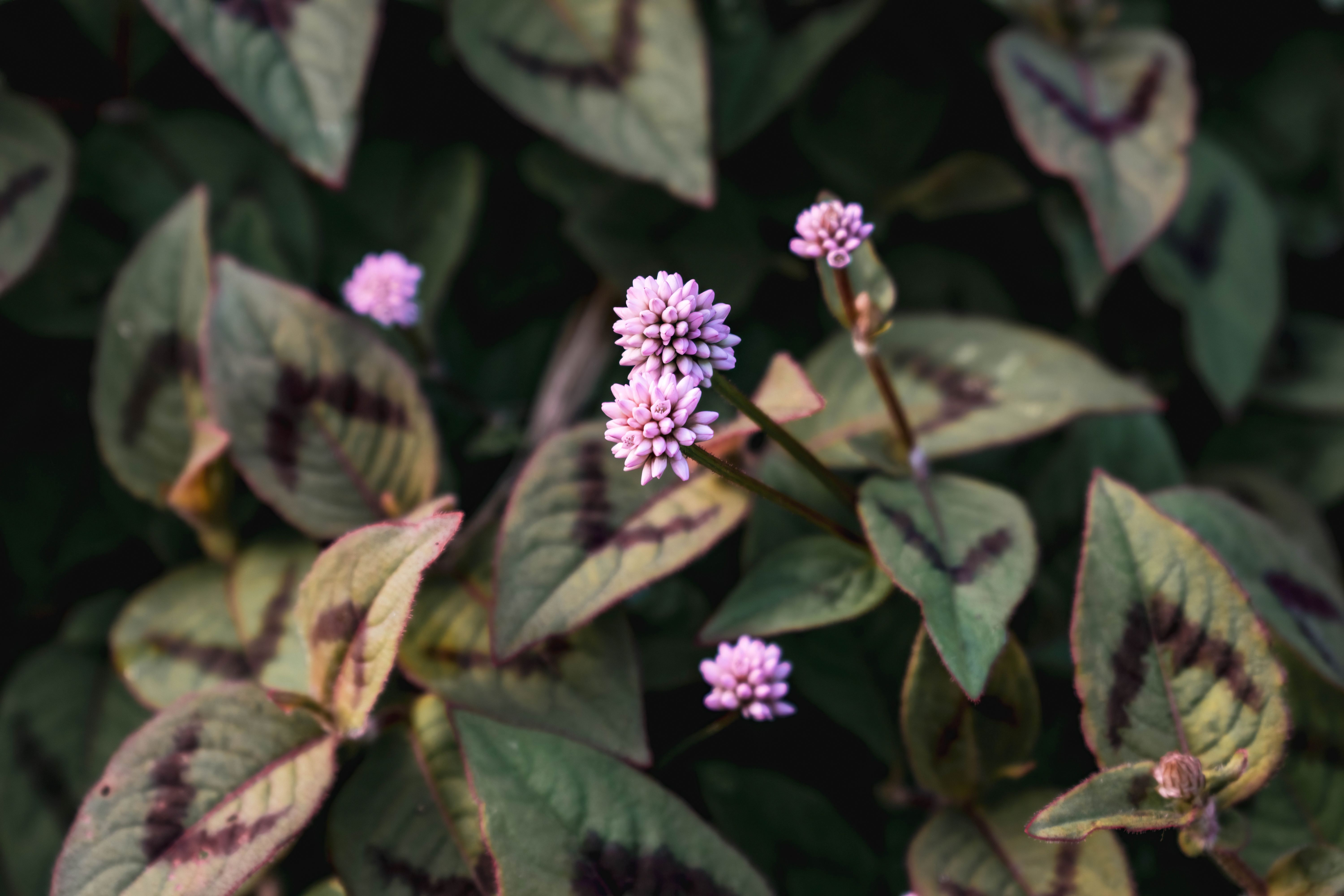Sinningia Leucotricha Pink